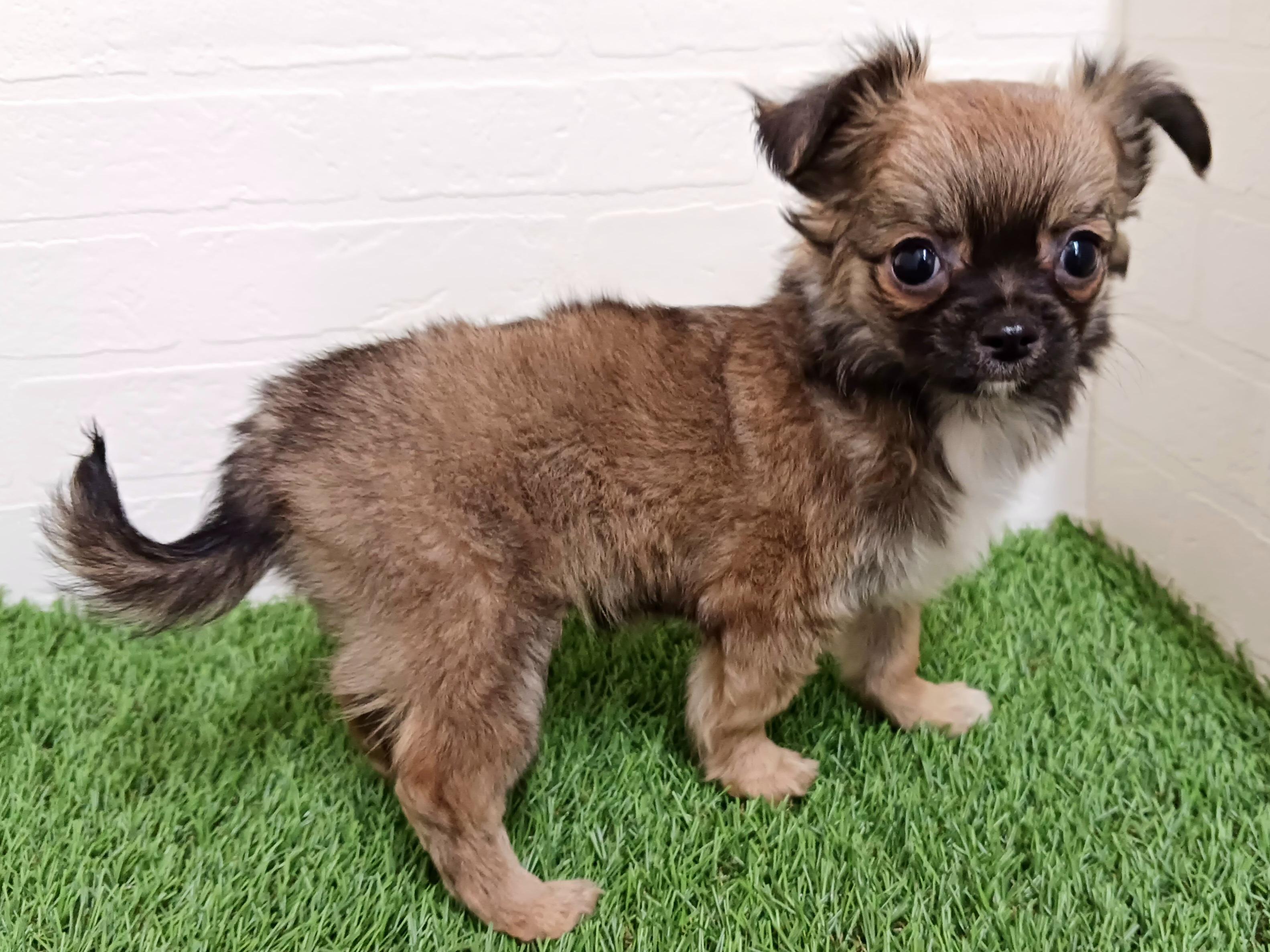 千葉県のチワワ(ロング) (ワンニャンハウス幕張店/2025年11月9日生まれ/男の子/フォーン)の子犬の4枚目の画像