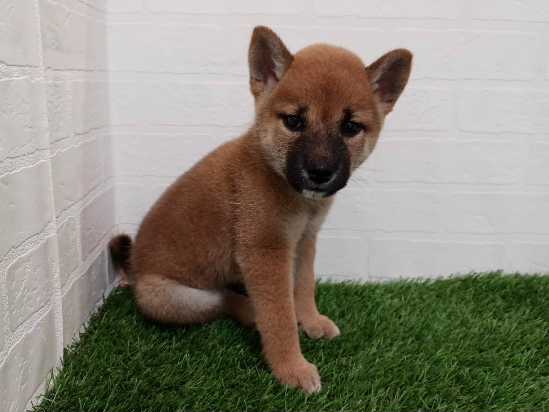 千葉県の柴犬(標準サイズ) (ワンニャンハウス幕張店/2026年7月26日生まれ/女の子/赤)の子犬の3枚目の画像