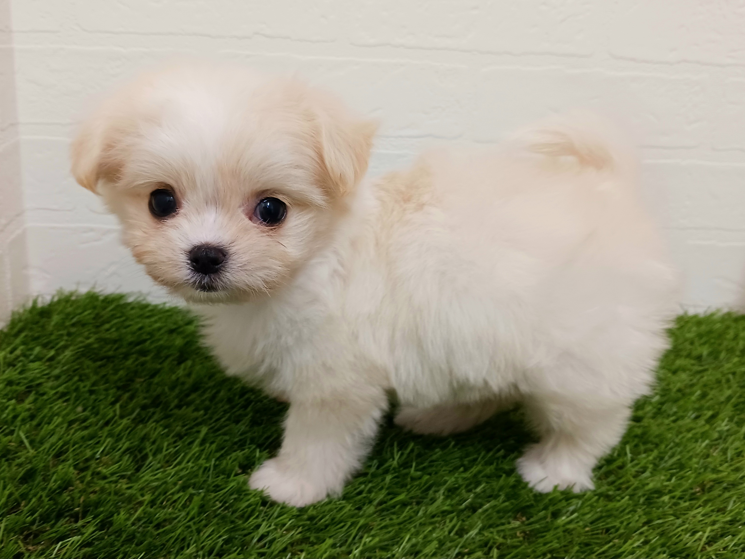千葉県のチワマル/マルチワ(チワワ×マルチーズ) (ワンニャンハウス幕張店/2025年9月8日生まれ/女の子/クリーム)の子犬の3枚目の画像