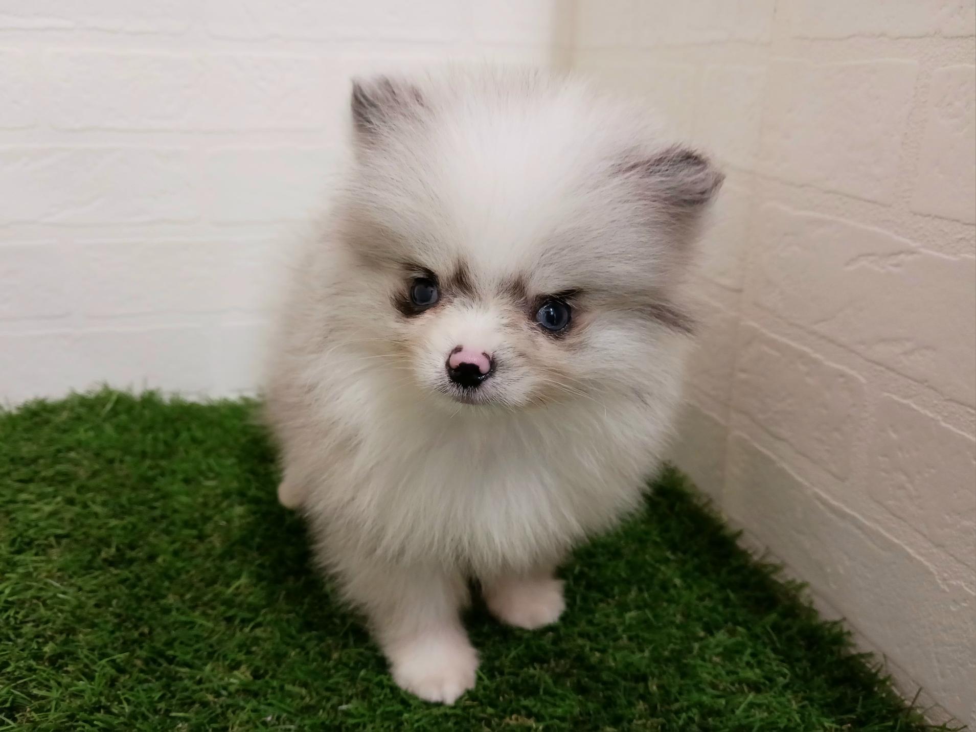 千葉県のポメラニアン (ワンニャンハウス幕張店/2026年2月10日生まれ/男の子/ブルーマール)の子犬の4枚目の画像