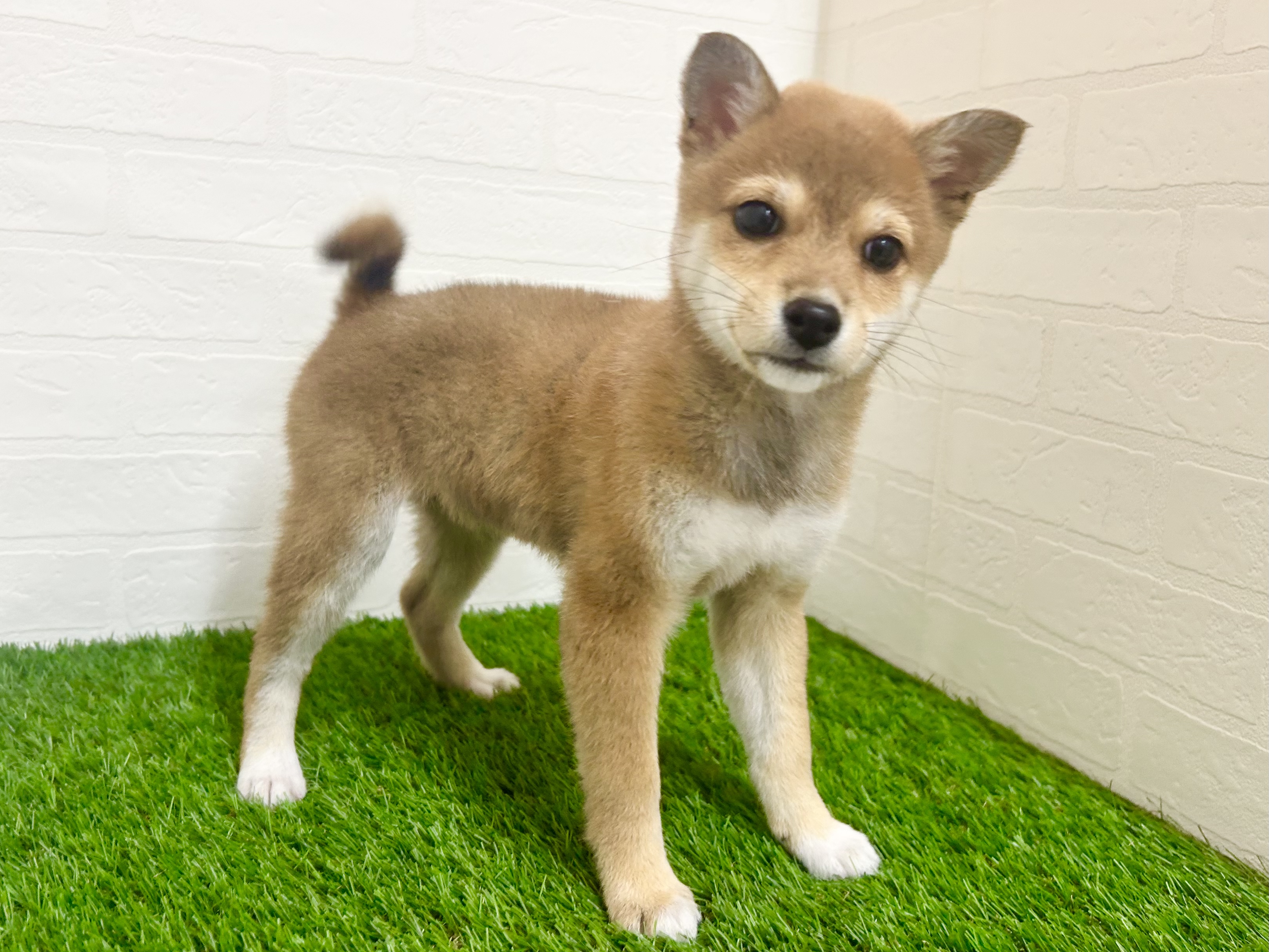 千葉県の柴犬(標準サイズ) (ワンニャンハウス幕張店/2025年10月10日生まれ/女の子/赤)の子犬の2枚目の画像