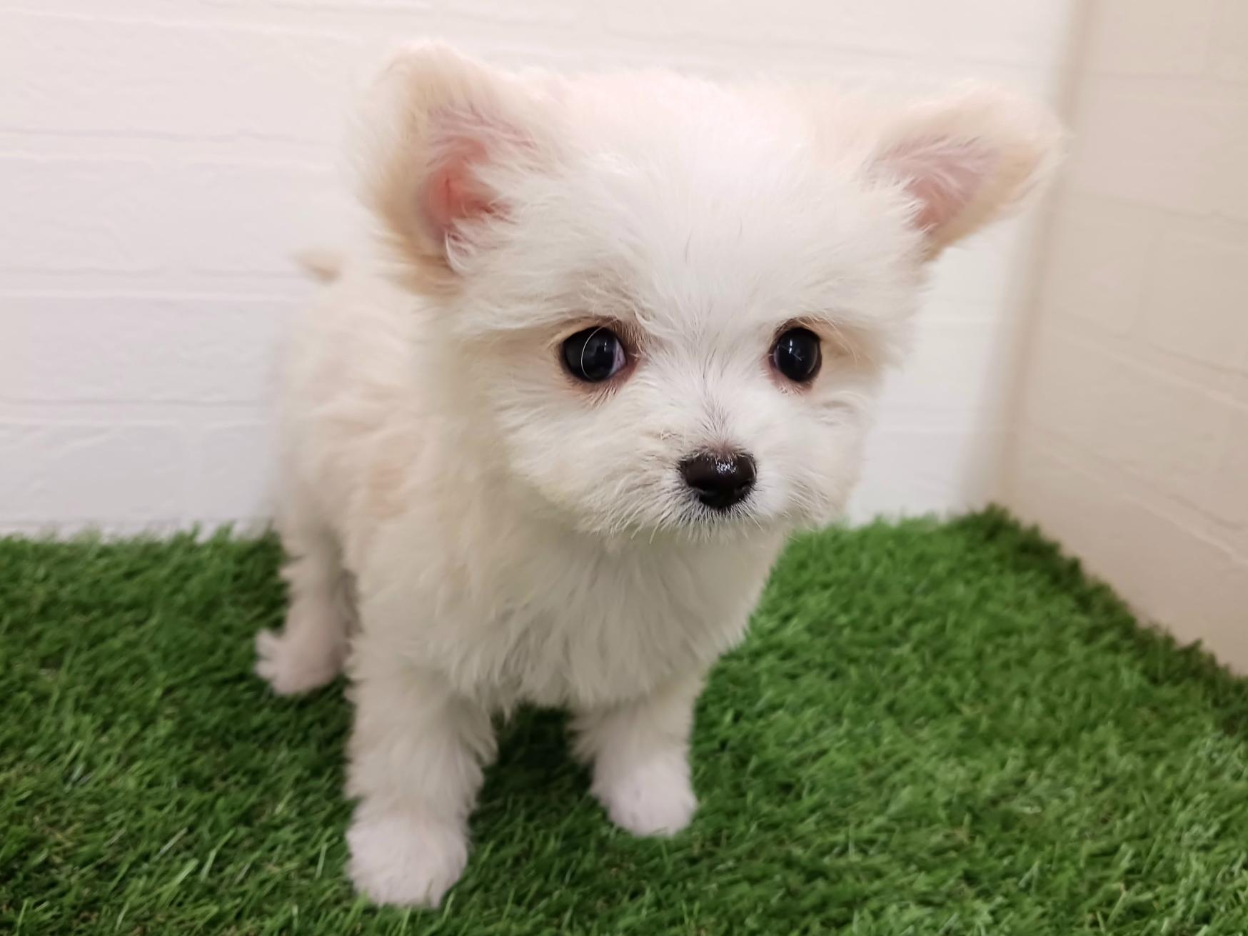 千葉県のチワマル/マルチワ(チワワ×マルチーズ) (ワンニャンハウス幕張店/2025年11月29日生まれ/女の子/クリーム)の子犬の2枚目の画像