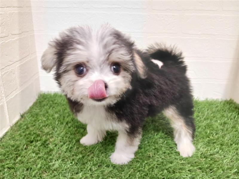 千葉県のチワマル/マルチワ(チワワ×マルチーズ) (ワンニャンハウス幕張店/2025年11月29日生まれ/女の子/ブラックホワイト)の子犬の4枚目の画像