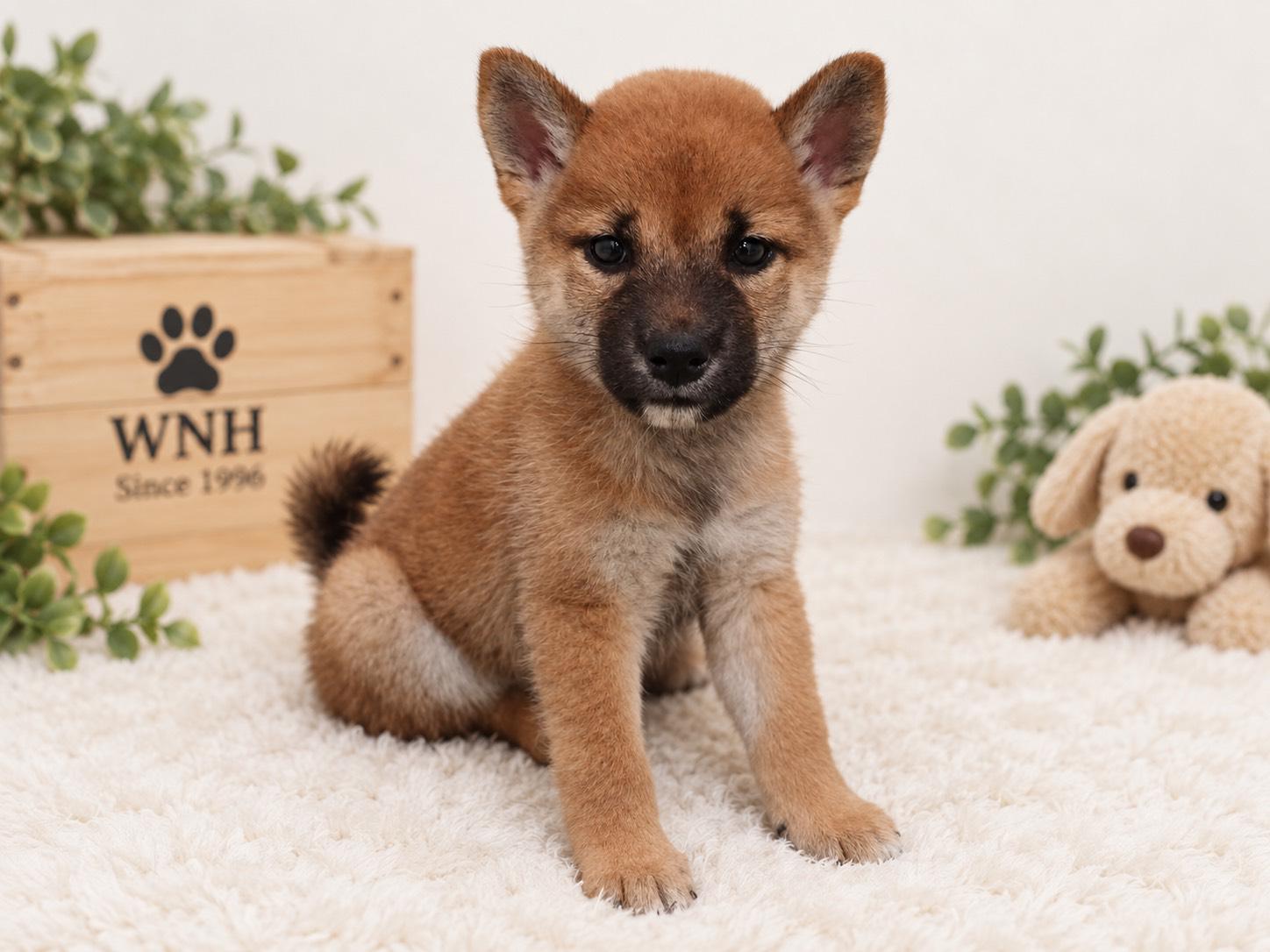 千葉県の柴犬(標準サイズ) (ワンニャンハウス幕張店/2026年7月26日生まれ/女の子/赤)の子犬の1枚目の画像