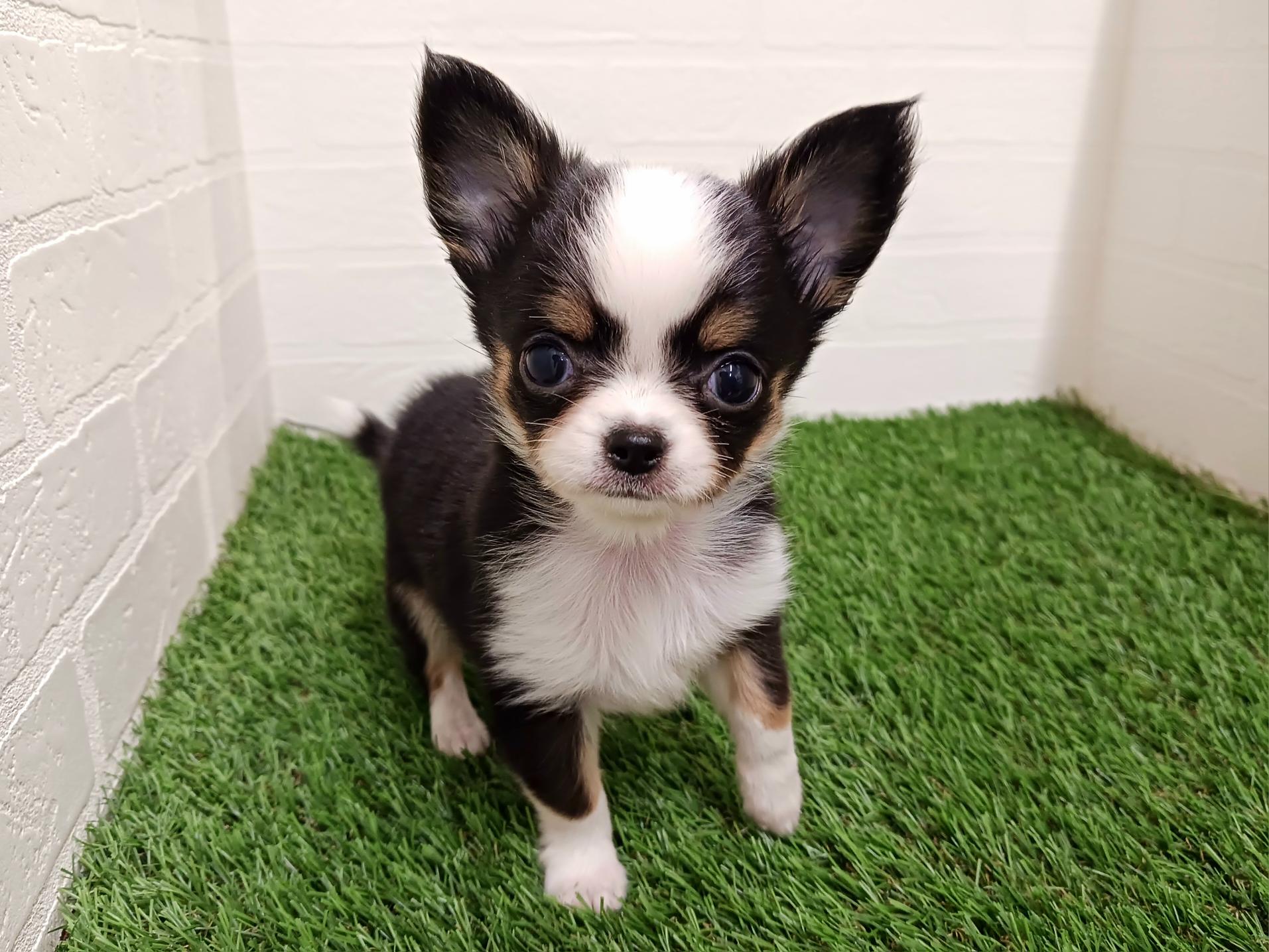 千葉県のチワワ(ロング) (ワンニャンハウス幕張店/2025年12月8日生まれ/女の子/ブラックタンホワイト)の子犬の4枚目の画像