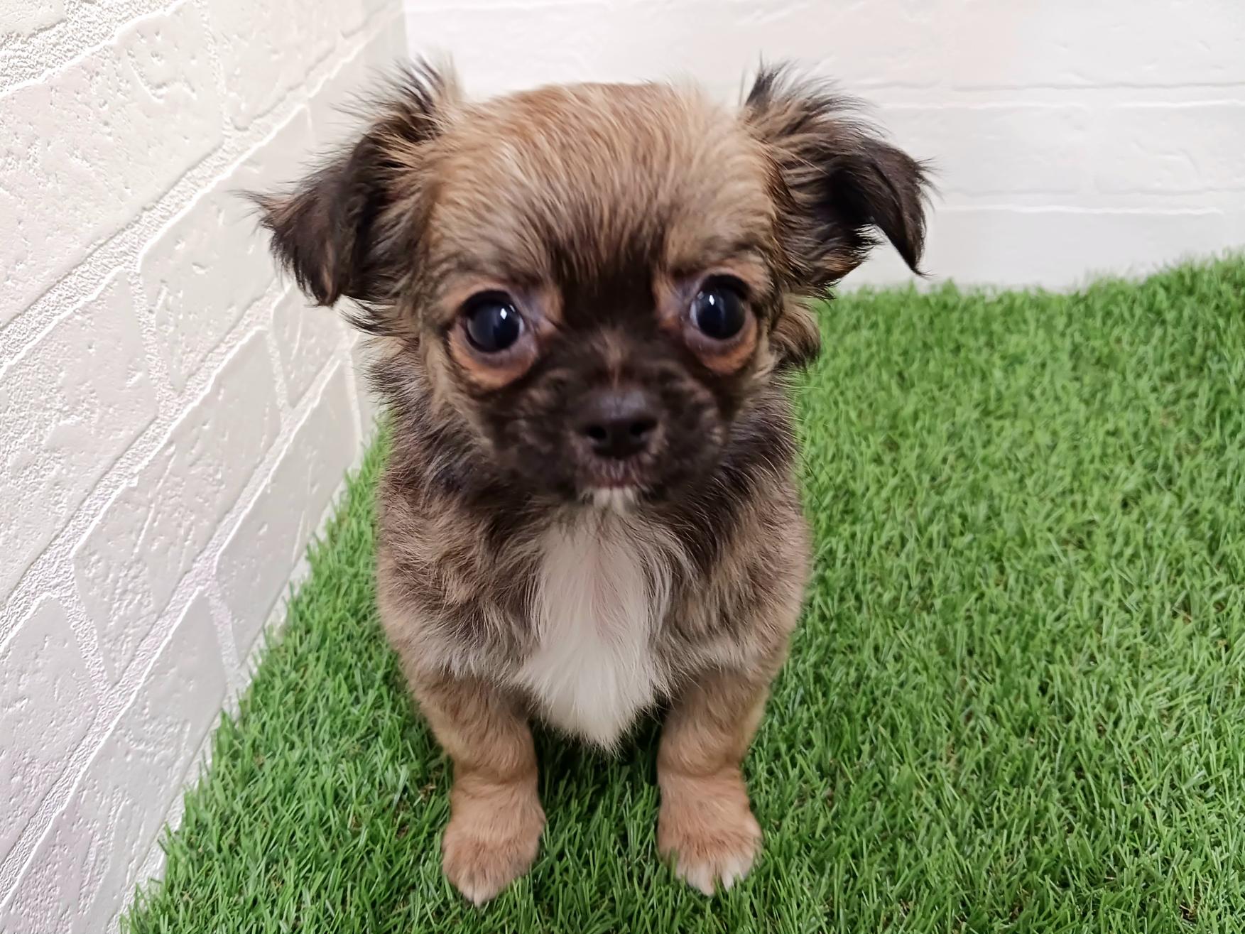 千葉県のチワワ(ロング) (ワンニャンハウス幕張店/2025年11月9日生まれ/男の子/フォーン)の子犬の3枚目の画像