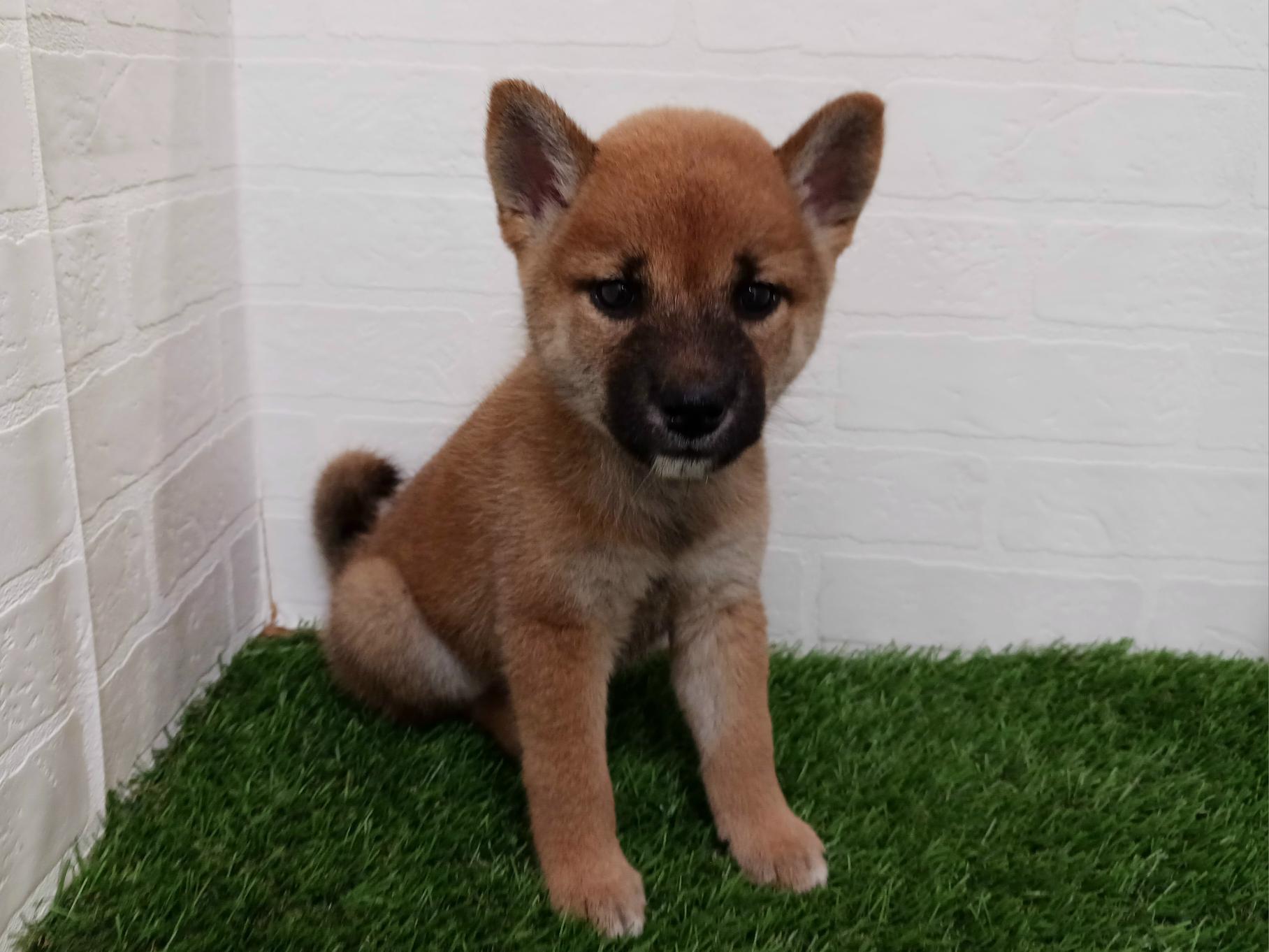 千葉県の柴犬(標準サイズ) (ワンニャンハウス幕張店/2026年7月26日生まれ/女の子/赤)の子犬の2枚目の画像