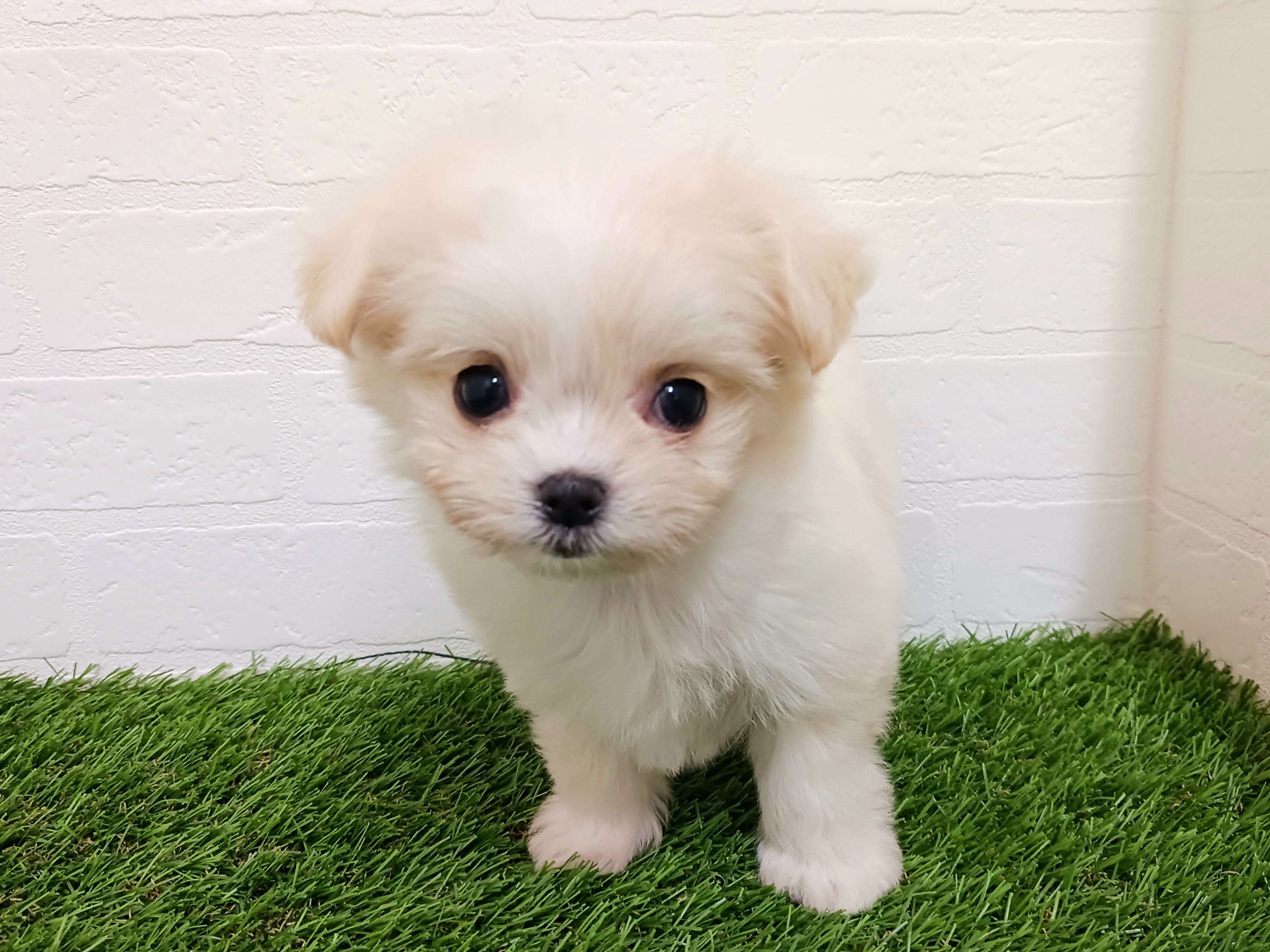 千葉県のチワマル/マルチワ(チワワ×マルチーズ) (ワンニャンハウス幕張店/2025年9月8日生まれ/女の子/クリーム)の子犬の2枚目の画像