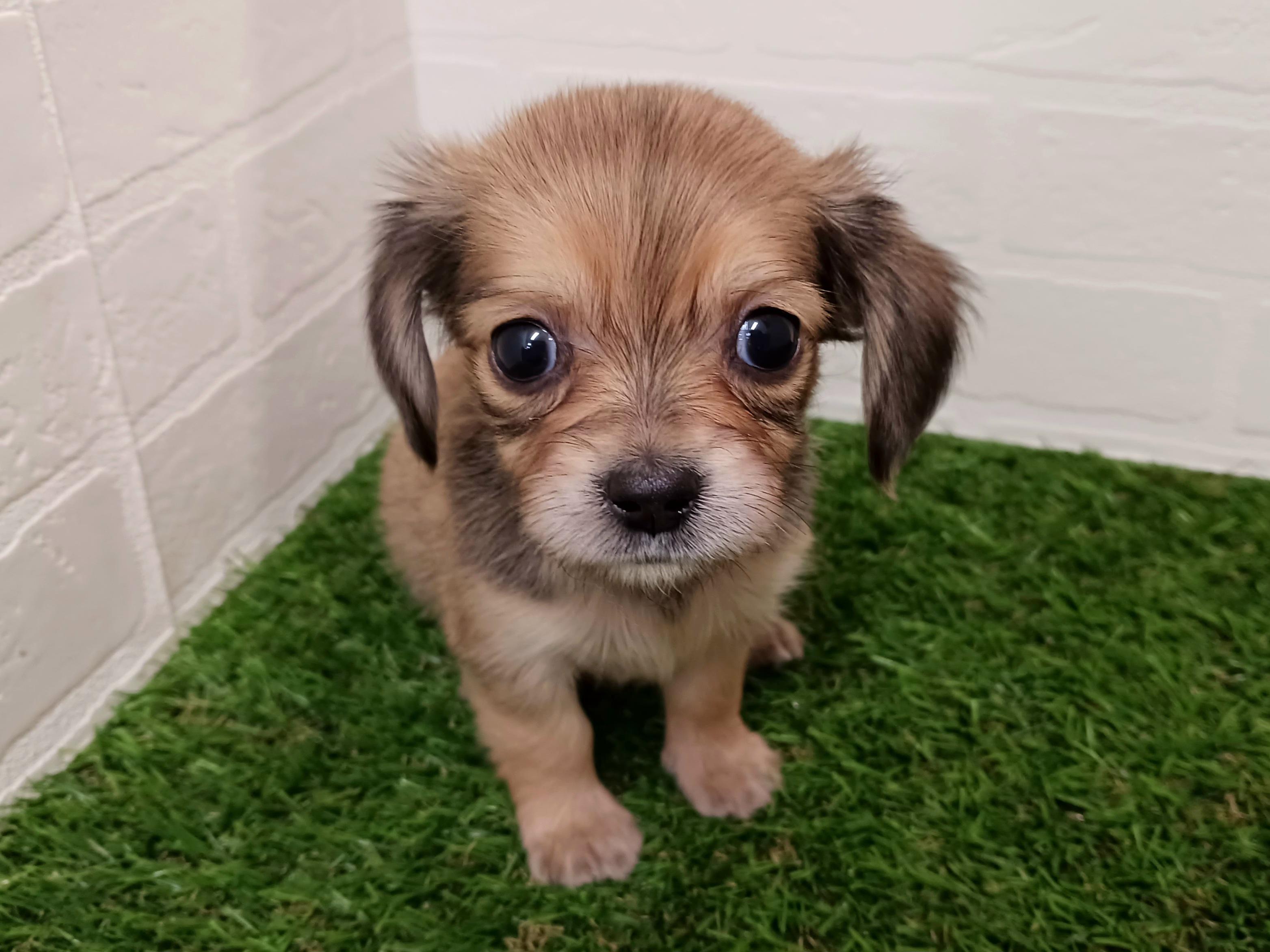 千葉県のチワックス(チワワ×ダックス) (ワンニャンハウス幕張店/2025年9月23日生まれ/女の子/レッド)の子犬の1枚目の画像