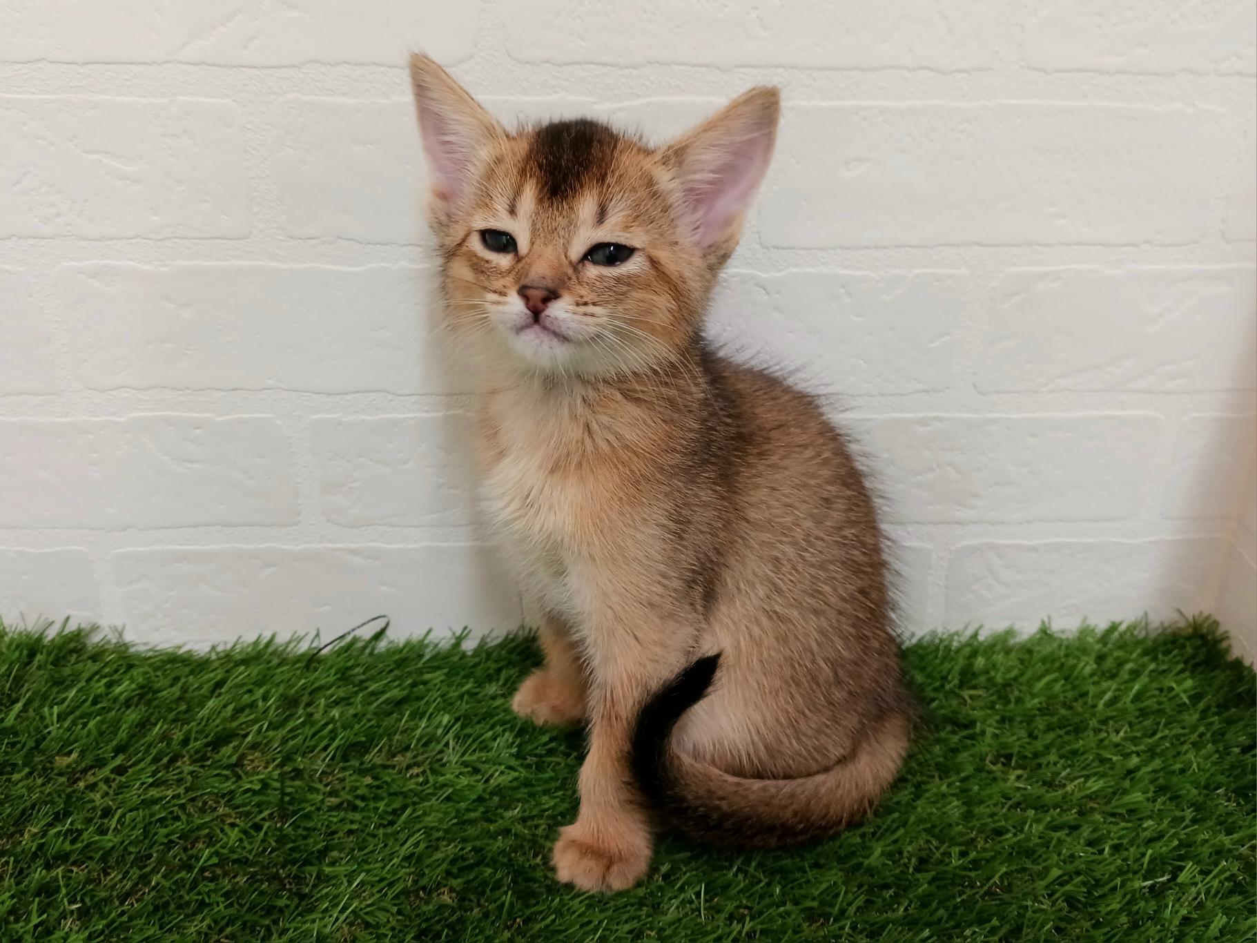 千葉県のハーフ猫・ミックス猫 (ワンニャンハウス幕張店/2025年8月31日生まれ/女の子/レッド)の子猫の3枚目の画像