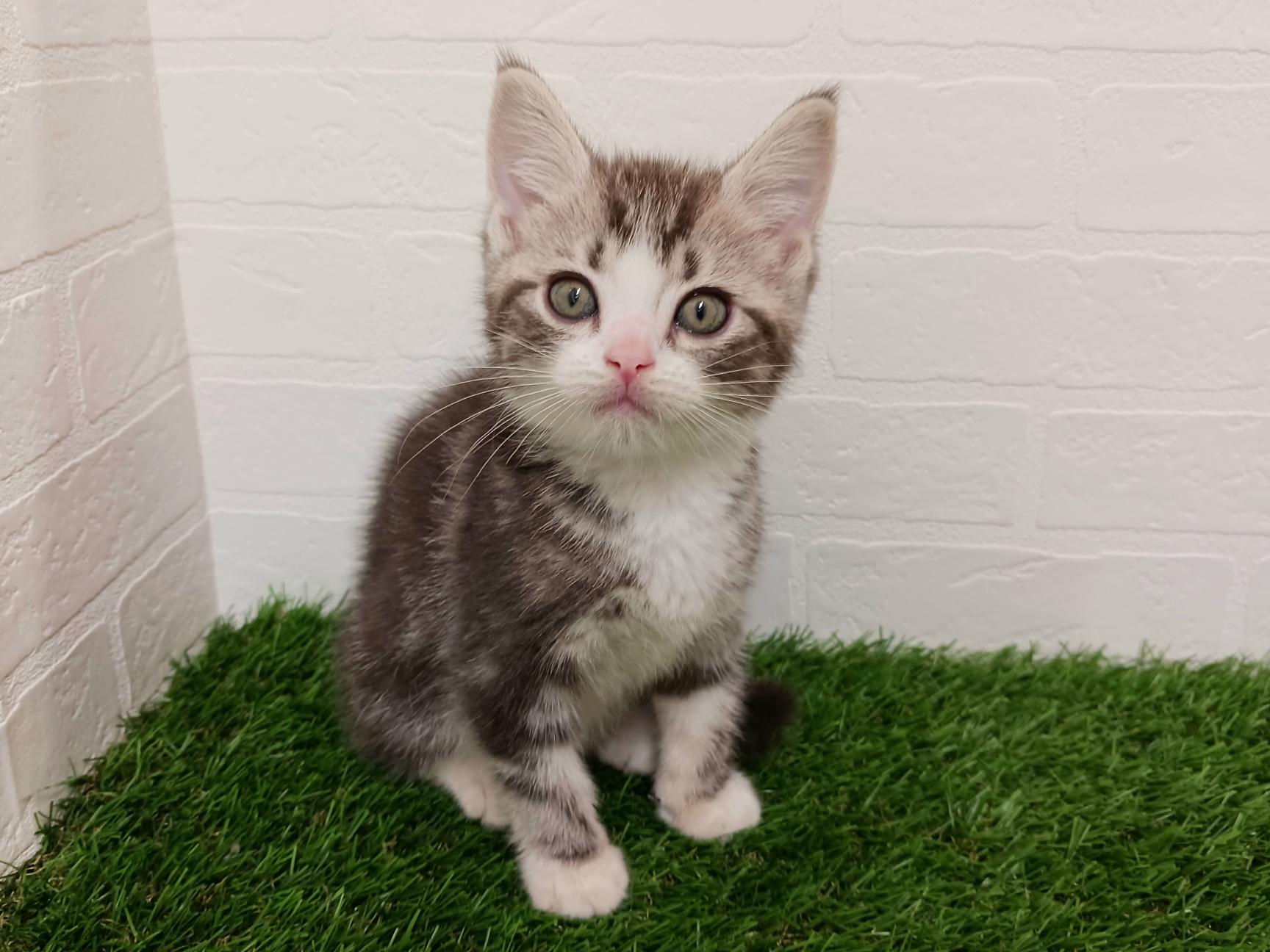 千葉県のスコティッシュフォールド (ワンニャンハウス幕張店/2025年8月30日生まれ/男の子/シルバータビーホワイト)の子猫の2枚目の画像