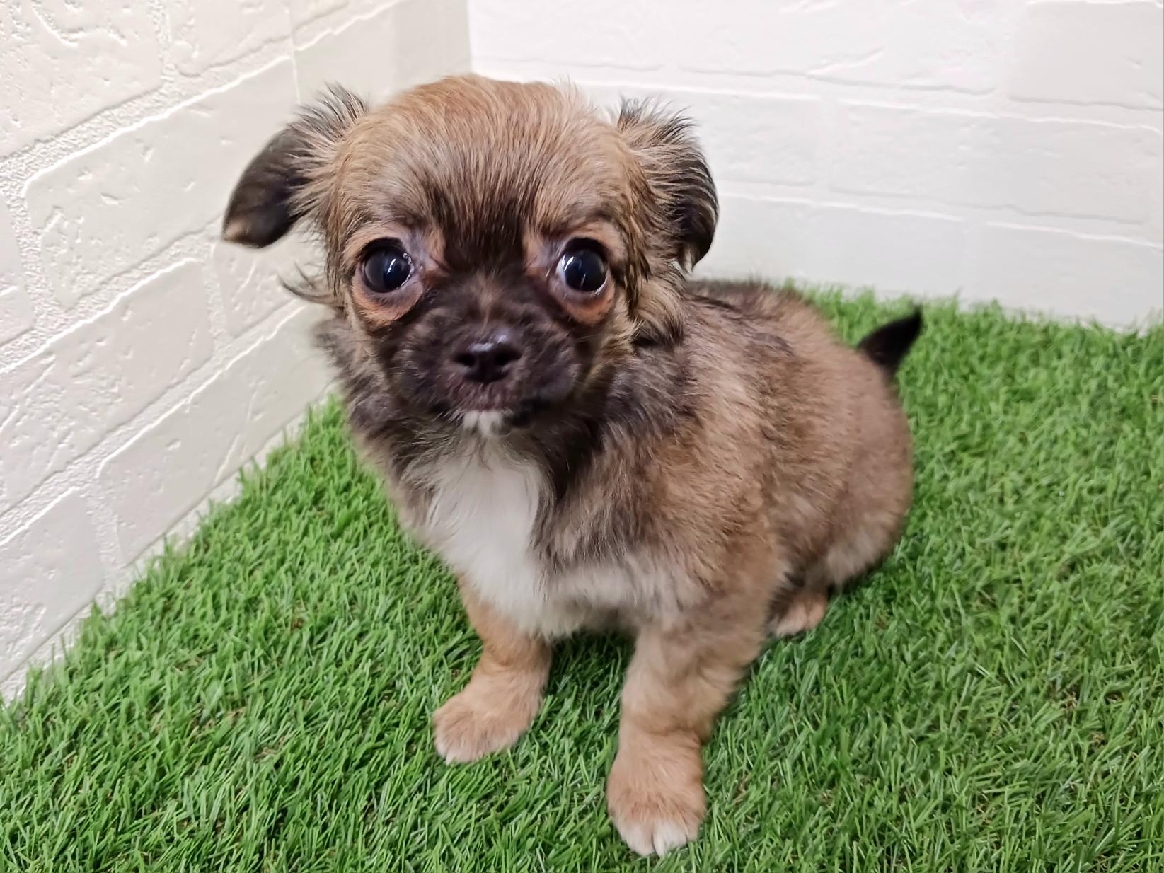 千葉県のチワワ(ロング) (ワンニャンハウス幕張店/2025年11月9日生まれ/男の子/フォーン)の子犬の2枚目の画像