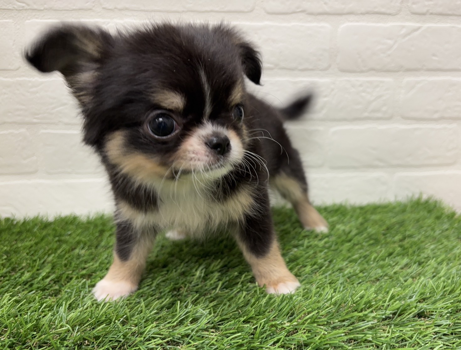 千葉県のチワワ(ロング) (ワンニャンハウス習志野店/2025年12月6日生まれ/男の子/ブラッククリームホワイト)の子犬の3枚目の画像