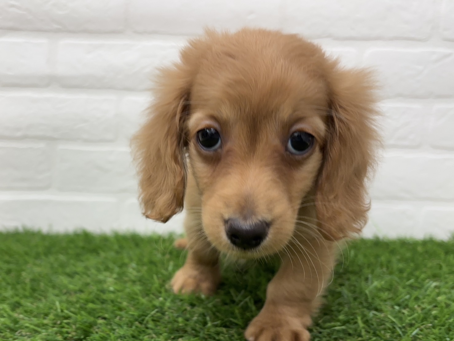 千葉県のミニチュアダックスフンド(ロング) (ワンニャンハウス習志野店/2025年12月22日生まれ/女の子/レッド)の子犬の3枚目の画像