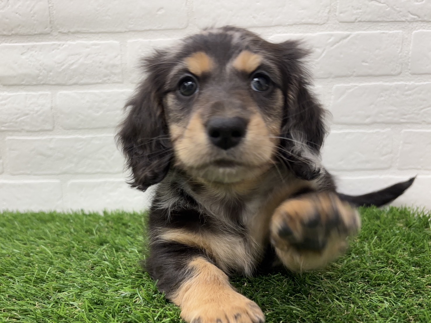 千葉県のミニチュアダックスフンド(ロング) (ワンニャンハウス習志野店/2025年12月21日生まれ/女の子/シルバーダップル)の子犬の1枚目の画像