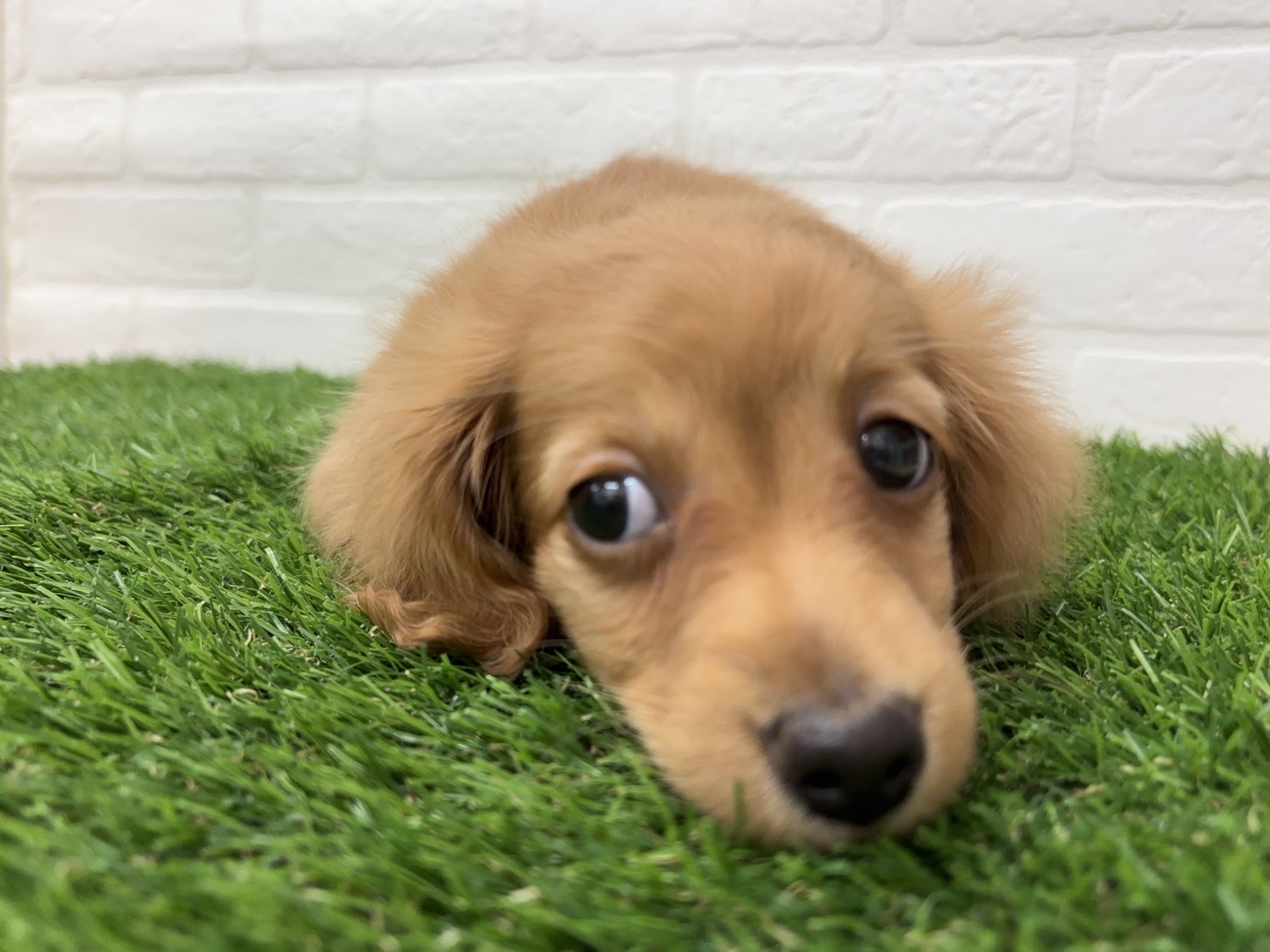 千葉県のミニチュアダックスフンド(ロング) (ワンニャンハウス習志野店/2025年12月22日生まれ/女の子/レッド)の子犬の4枚目の画像