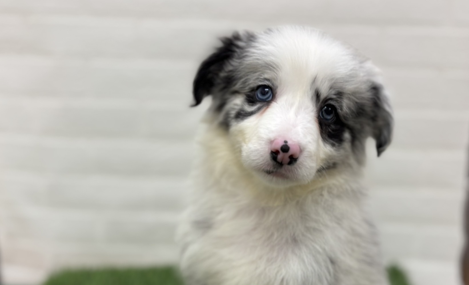 千葉県のボーダーコリー (ワンニャンハウス習志野店/2025年9月20日生まれ/女の子/ブルーマール)の子犬の1枚目の画像