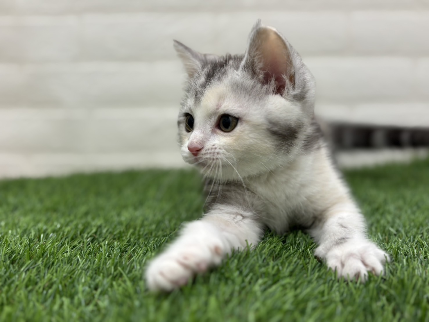 千葉県のミヌエット (ワンニャンハウス習志野店/2025年9月16日生まれ/女の子/シルバーパッチドタビーホワイト)の子猫の4枚目の画像