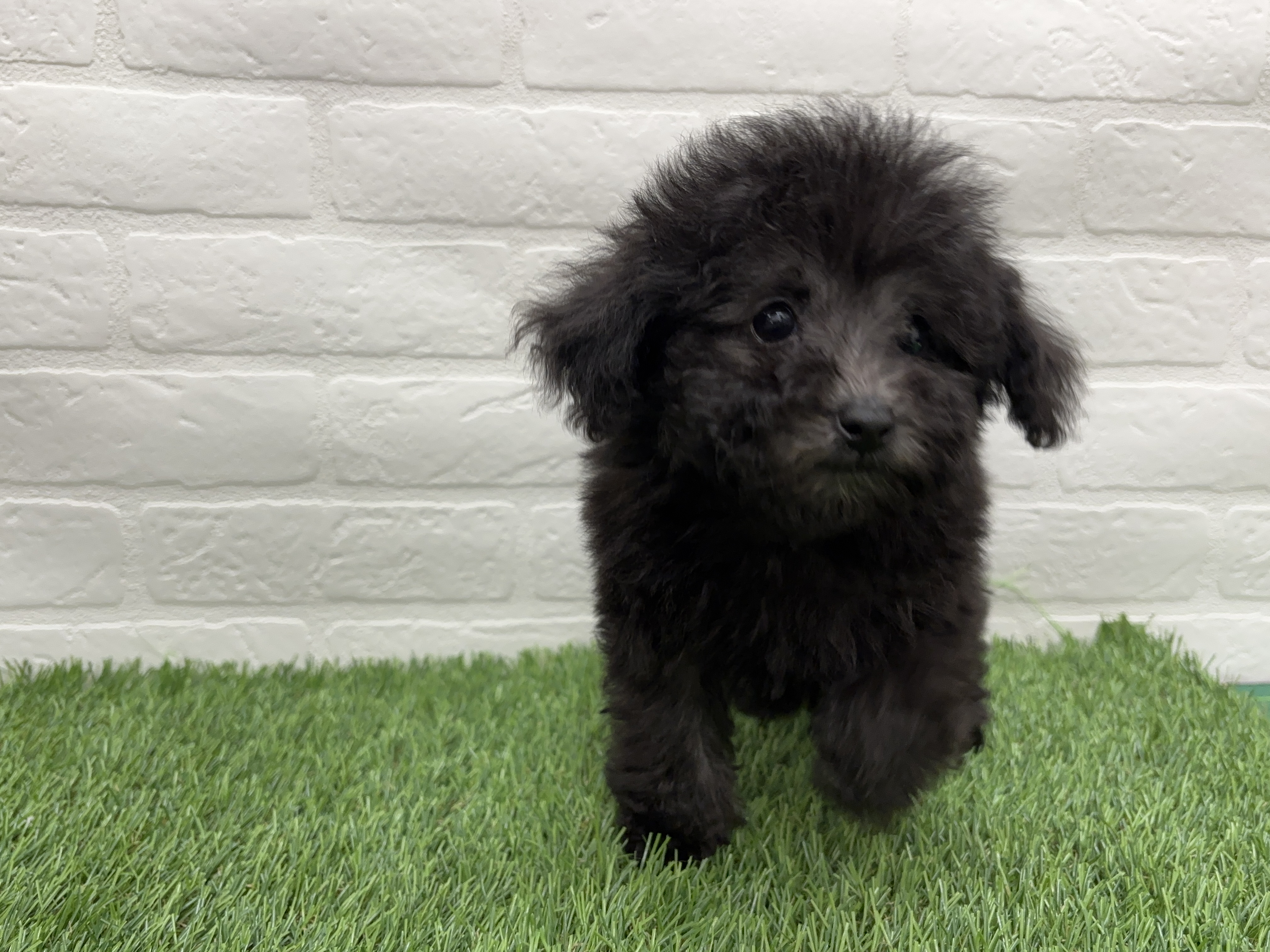 千葉県のトイプードル(トイ) (ワンニャンハウス習志野店/2025年11月30日生まれ/女の子/グレー)の子犬の4枚目の画像