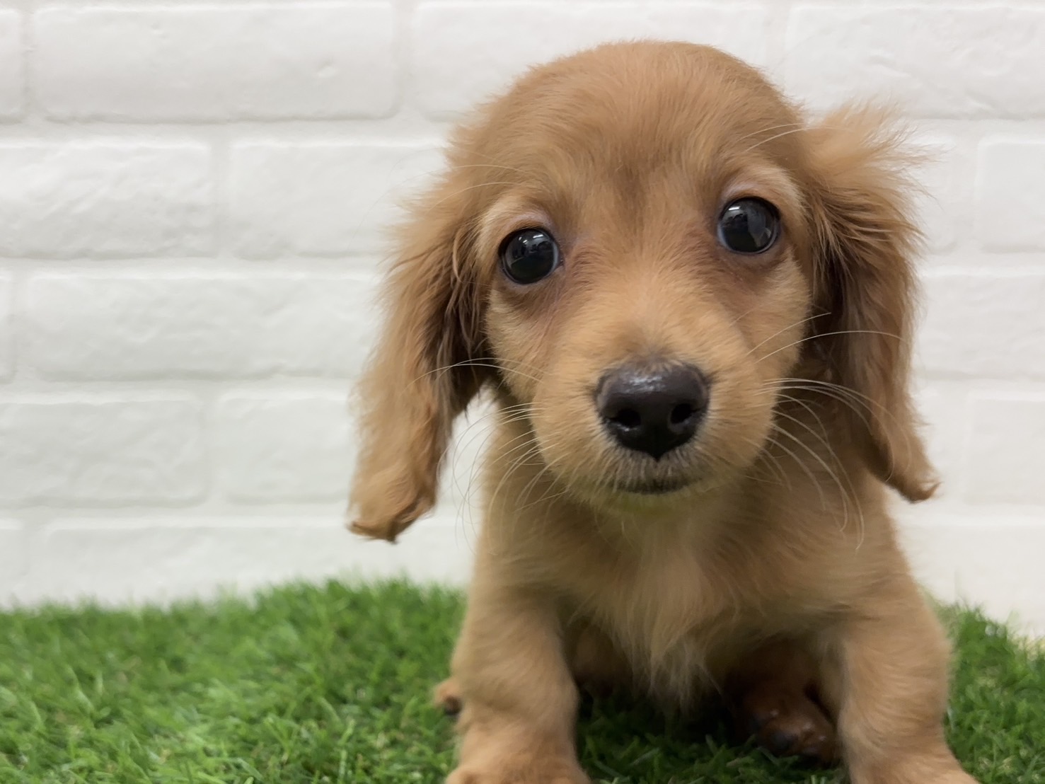 千葉県のミニチュアダックスフンド(ロング) (ワンニャンハウス習志野店/2025年12月22日生まれ/女の子/レッド)の子犬の1枚目の画像