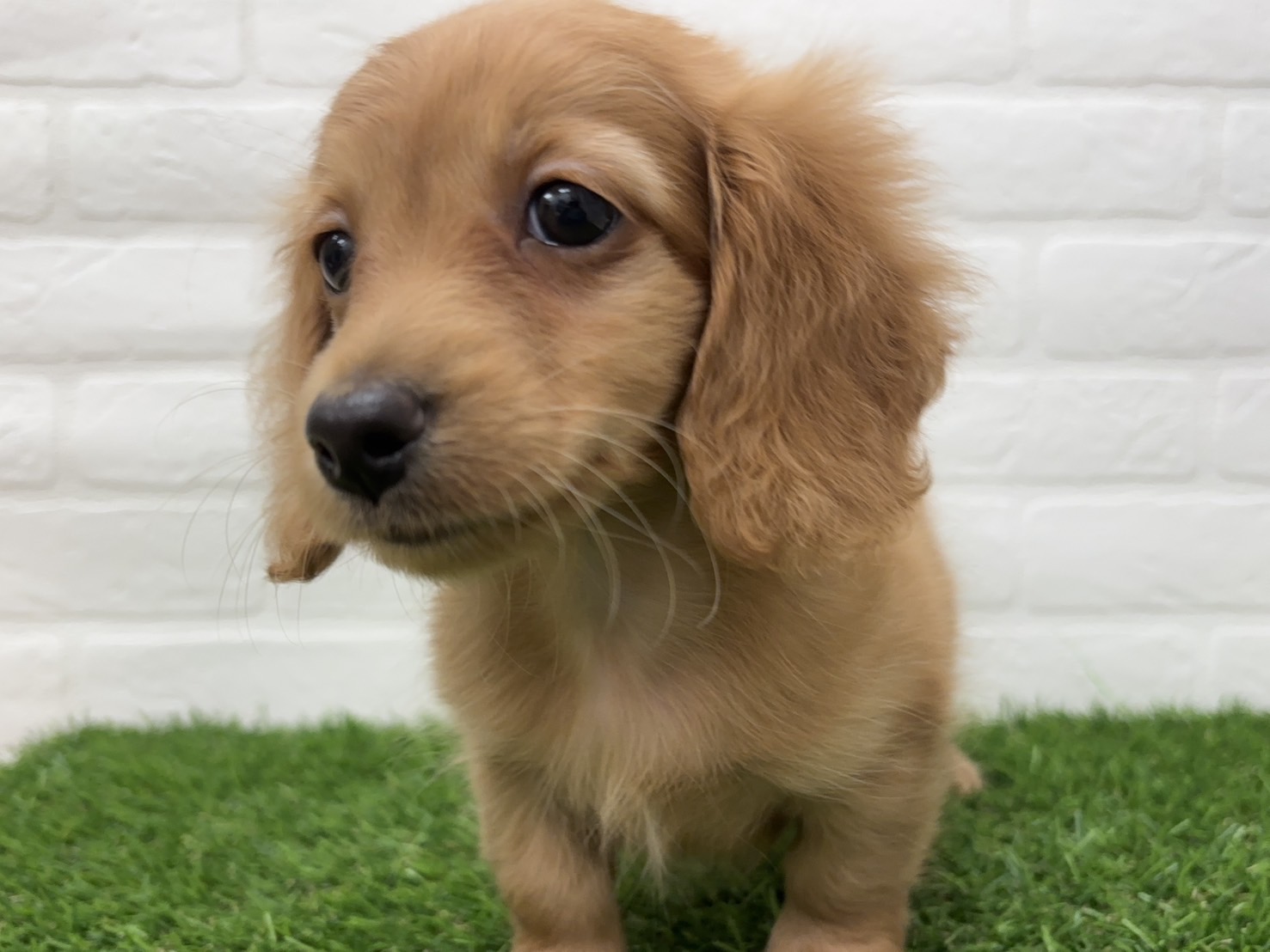 千葉県のミニチュアダックスフンド(ロング) (ワンニャンハウス習志野店/2025年12月22日生まれ/女の子/レッド)の子犬の2枚目の画像