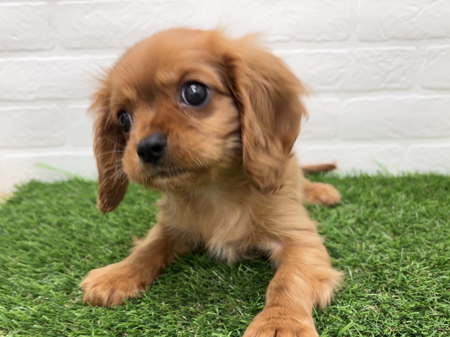 千葉県のキャバリアキングチャールズスパニエル (ワンニャンハウス習志野店/2026年2月19日生まれ/男の子/ルビーホワイト)の子犬の2枚目の画像