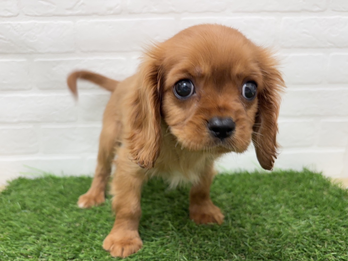 千葉県のキャバリアキングチャールズスパニエル (ワンニャンハウス習志野店/2026年2月19日生まれ/男の子/ルビーホワイト)の子犬の1枚目の画像