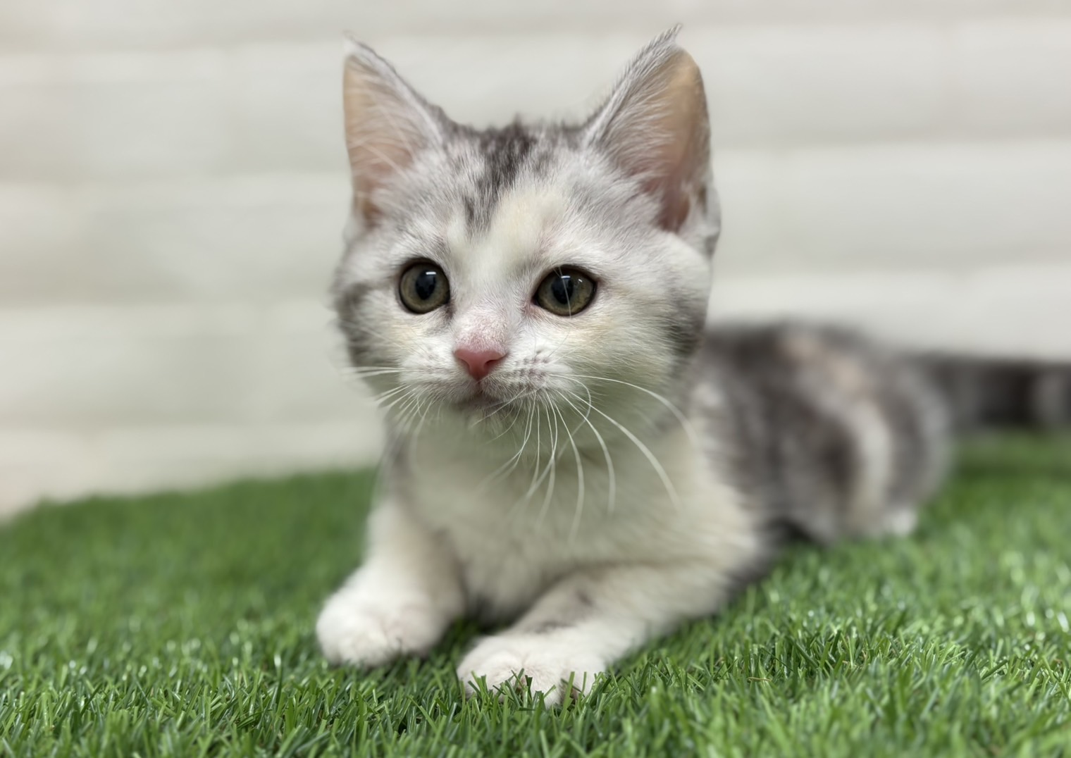 千葉県のミヌエット (ワンニャンハウス習志野店/2025年9月16日生まれ/女の子/シルバーパッチドタビーホワイト)の子猫の3枚目の画像