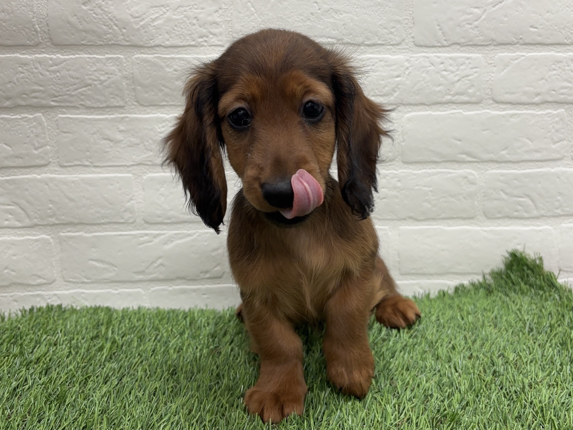 千葉県のカニンヘンダックスフンド(ロング) (ワンニャンハウス習志野店/2025年10月20日生まれ/女の子/レッド)の子犬の2枚目の画像