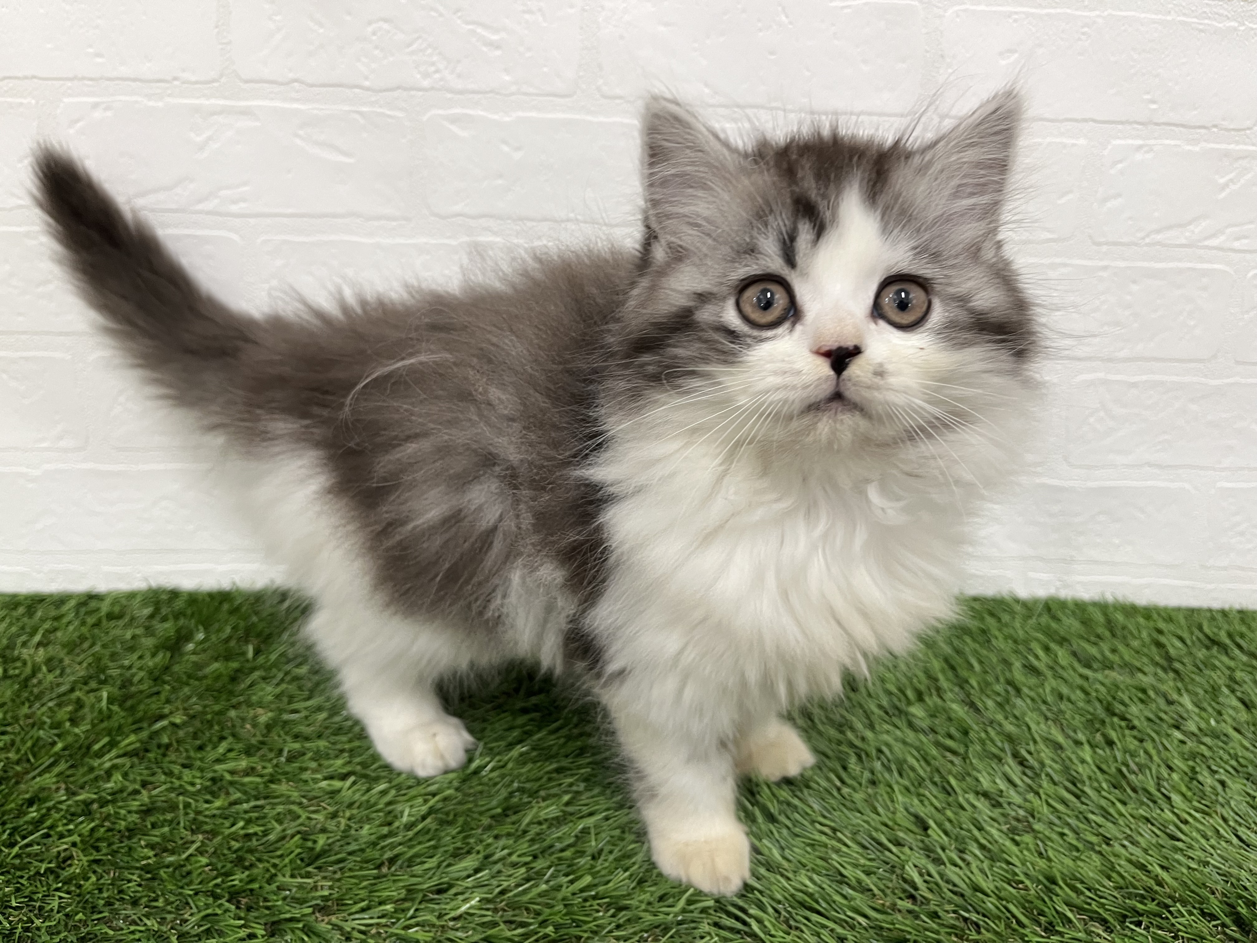 千葉県のスコティッシュフォールド (ワンニャンハウス習志野店/2025年9月18日生まれ/男の子/ブルータビーホワイト)の子猫の4枚目の画像
