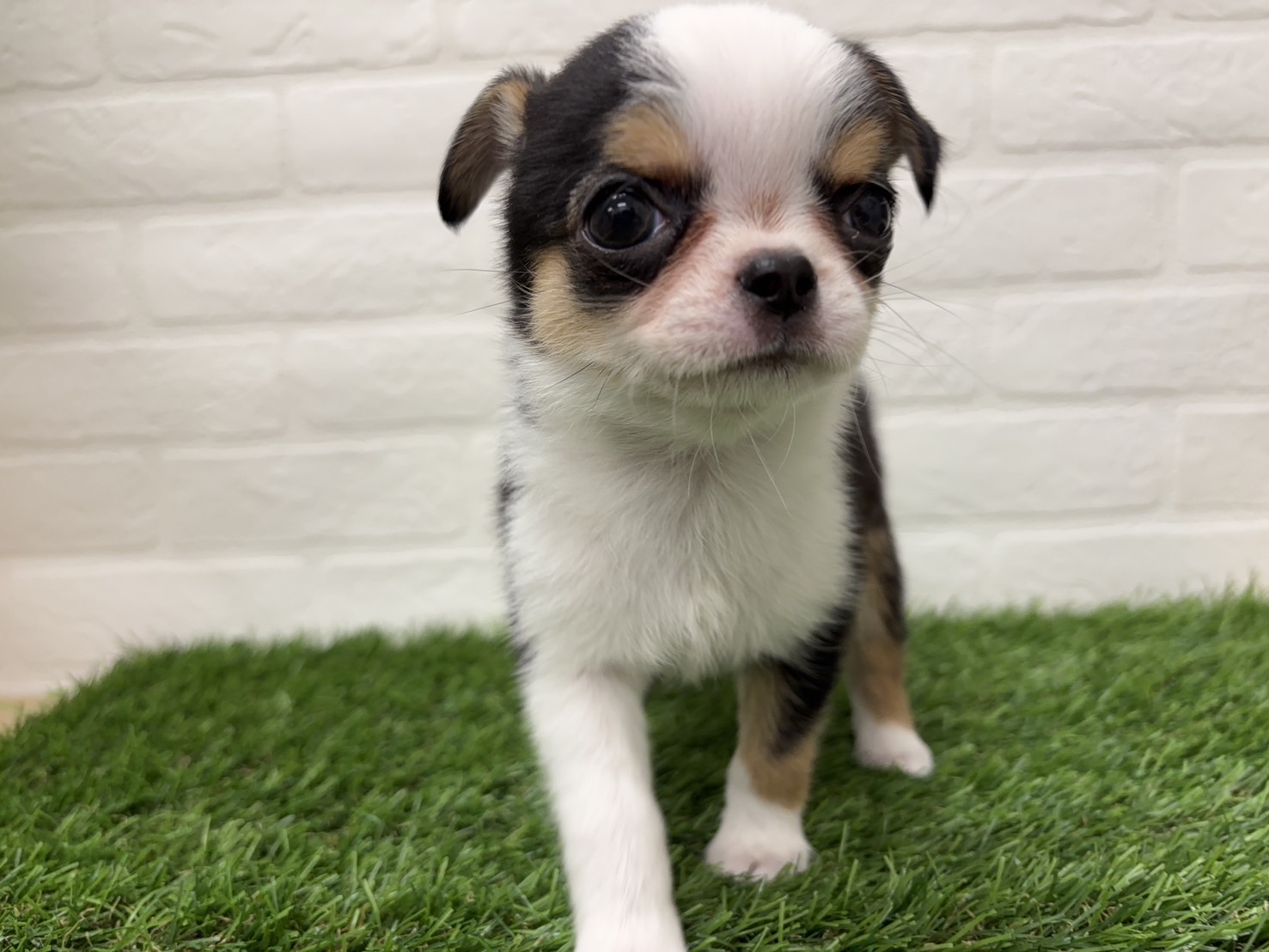 千葉県のチワワ(ロング) (ワンニャンハウス習志野店/2025年12月1日生まれ/女の子/ブラッククリームホワイト)の子犬の4枚目の画像