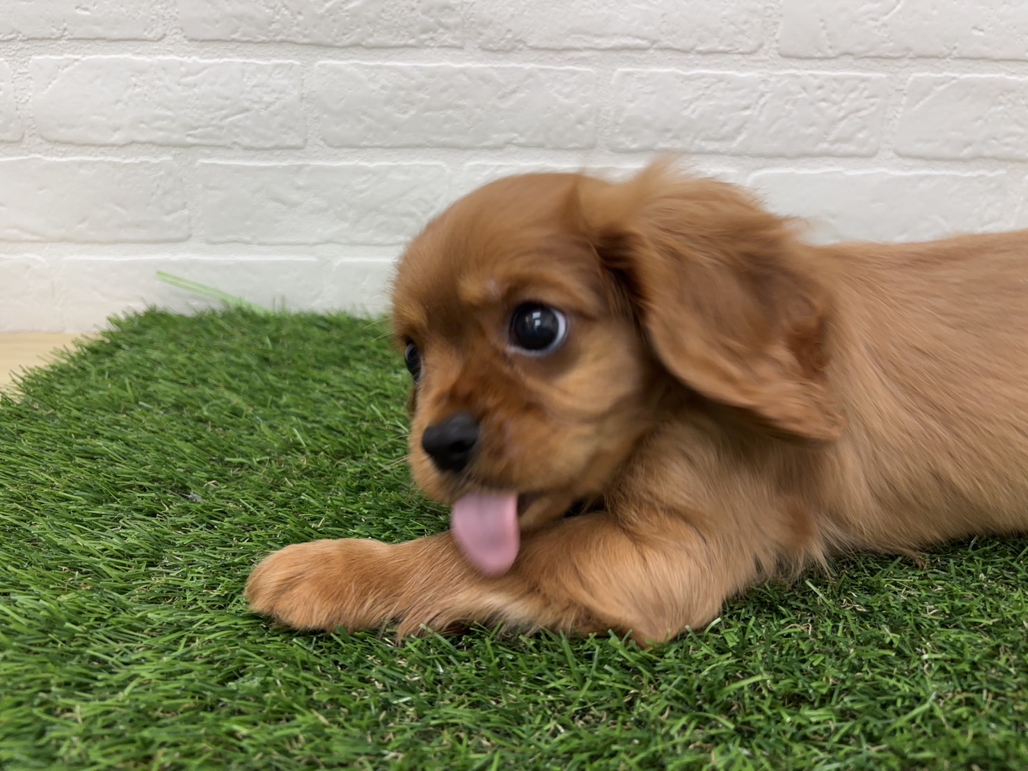 千葉県のキャバリアキングチャールズスパニエル (ワンニャンハウス習志野店/2026年2月19日生まれ/男の子/ルビーホワイト)の子犬の4枚目の画像