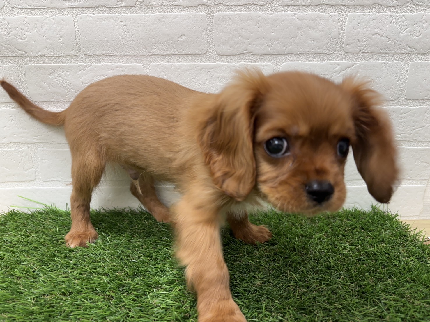 千葉県のキャバリアキングチャールズスパニエル (ワンニャンハウス習志野店/2026年2月19日生まれ/男の子/ルビーホワイト)の子犬の3枚目の画像