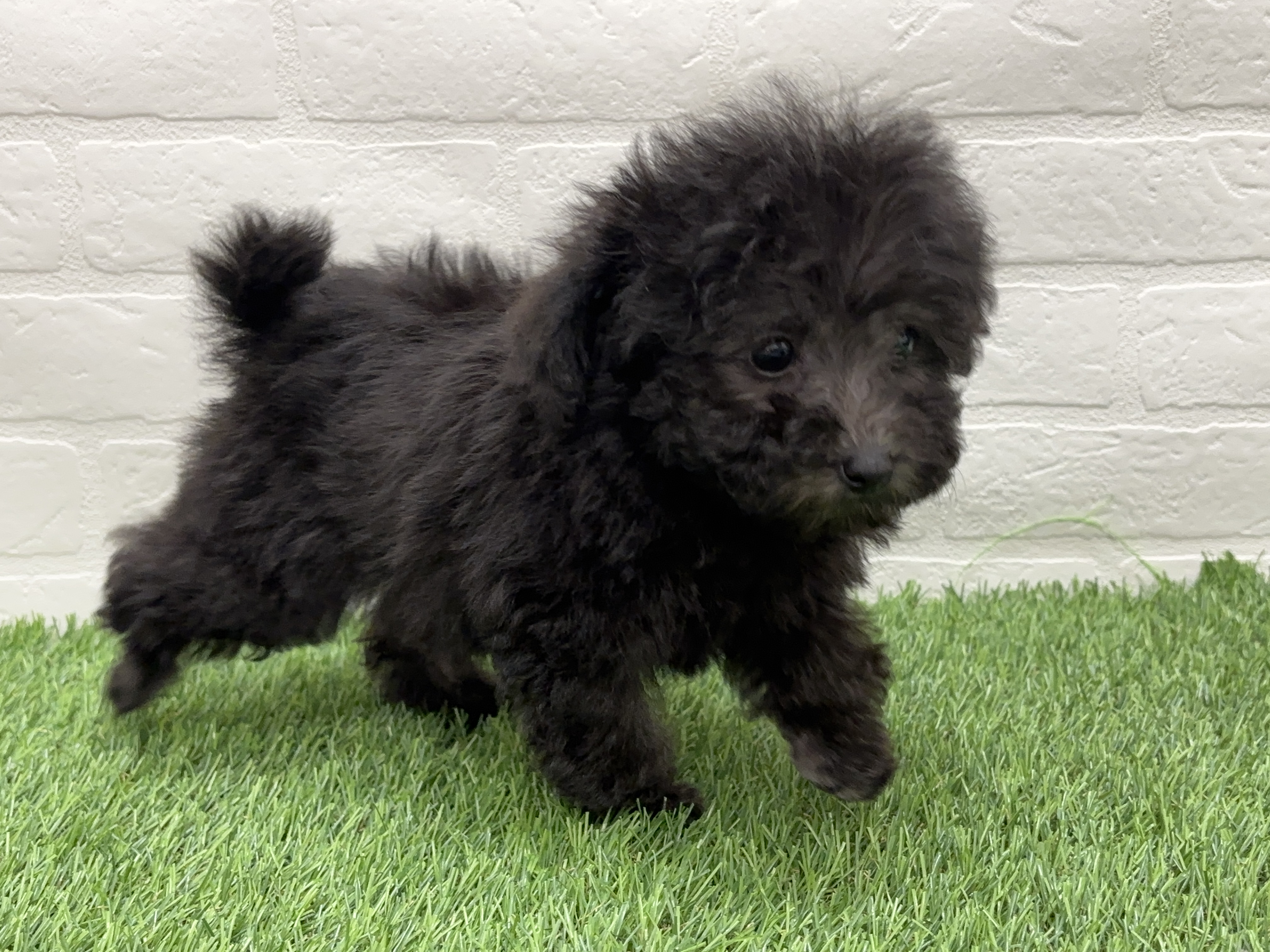 千葉県のトイプードル(トイ) (ワンニャンハウス習志野店/2025年11月30日生まれ/女の子/グレー)の子犬の3枚目の画像