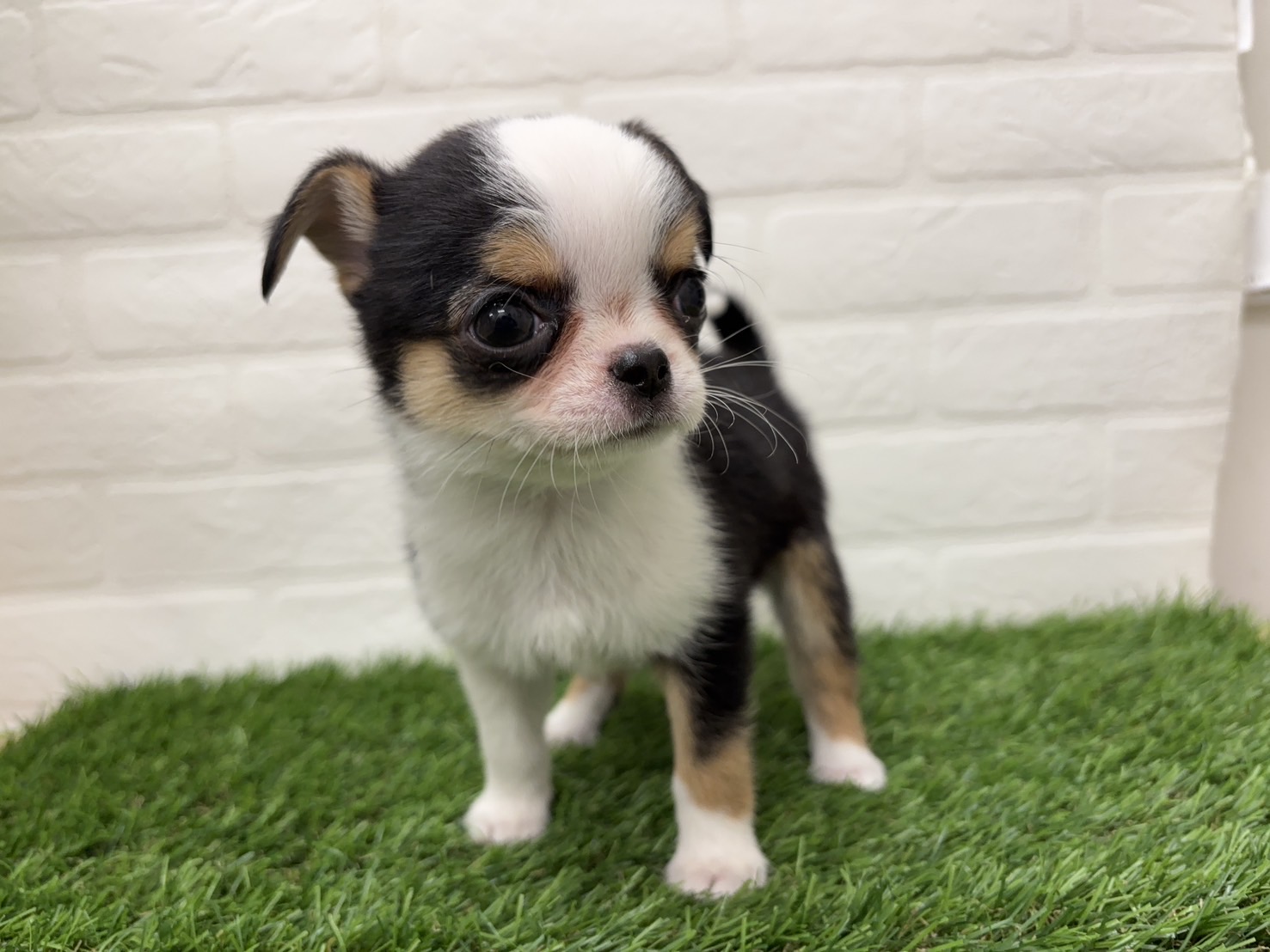 千葉県のチワワ(ロング) (ワンニャンハウス習志野店/2025年12月1日生まれ/女の子/ブラッククリームホワイト)の子犬の3枚目の画像