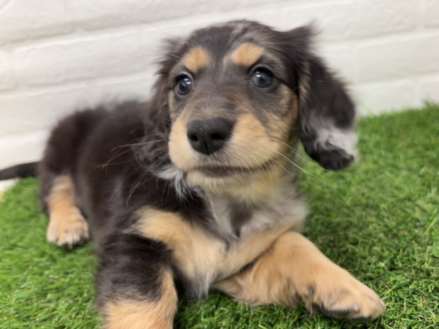 千葉県のミニチュアダックスフンド(ロング) (ワンニャンハウス習志野店/2025年12月21日生まれ/女の子/シルバーダップル)の子犬の4枚目の画像