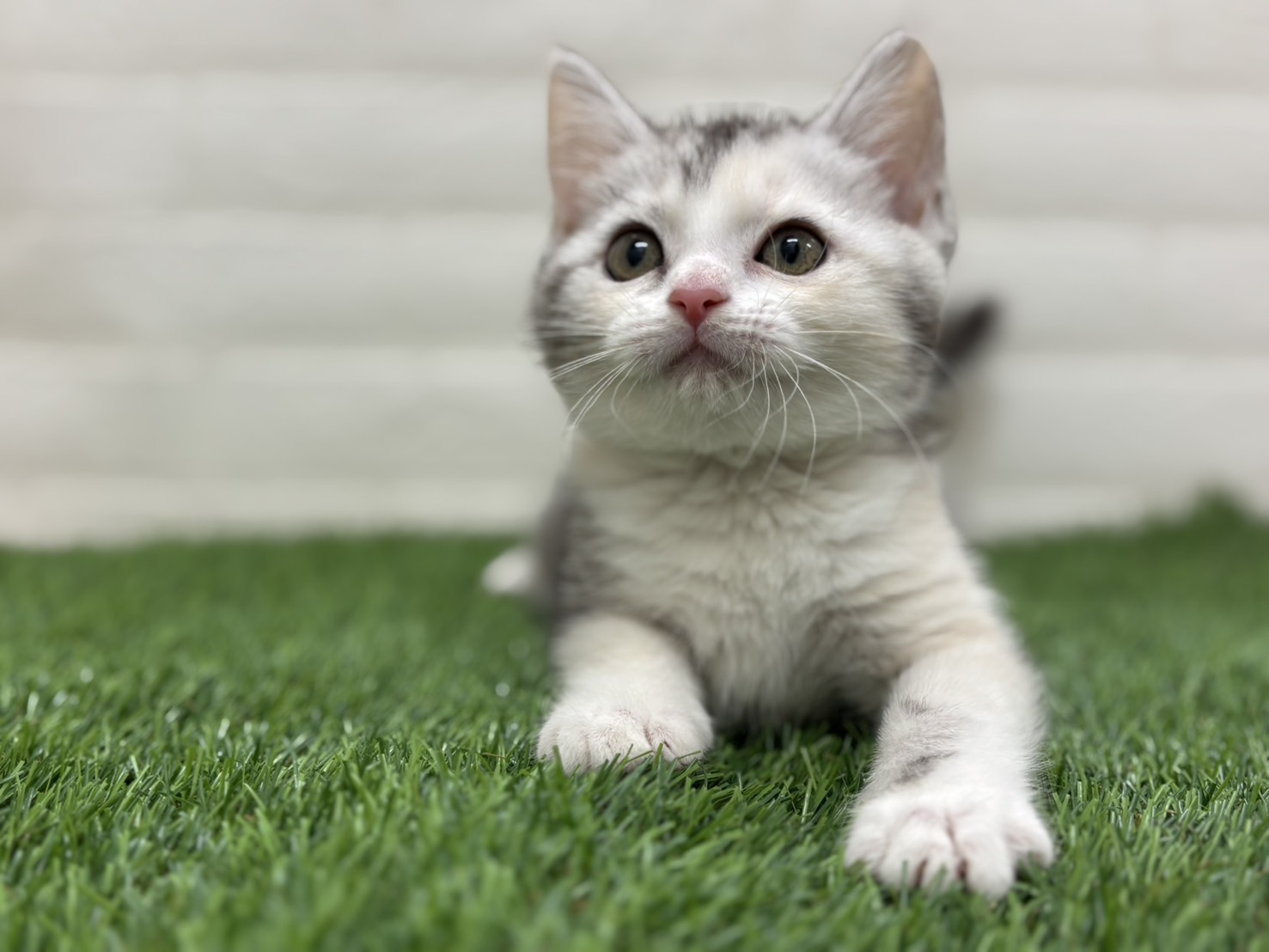 千葉県のミヌエット (ワンニャンハウス習志野店/2025年9月16日生まれ/女の子/シルバーパッチドタビーホワイト)の子猫の2枚目の画像