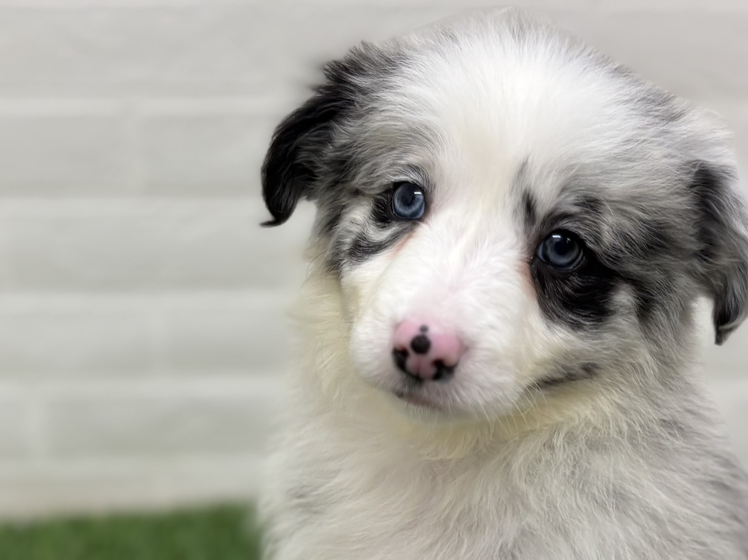 千葉県のボーダーコリー (ワンニャンハウス習志野店/2025年9月20日生まれ/女の子/ブルーマール)の子犬の2枚目の画像