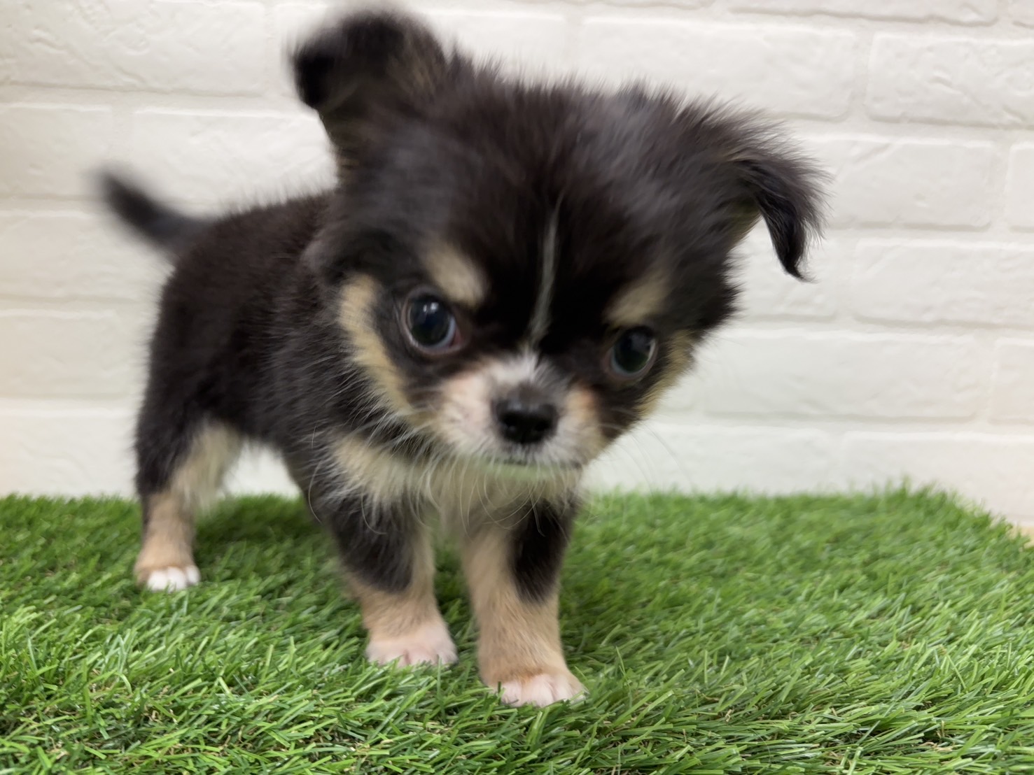 千葉県のチワワ(ロング) (ワンニャンハウス習志野店/2025年12月6日生まれ/男の子/ブラッククリームホワイト)の子犬の2枚目の画像