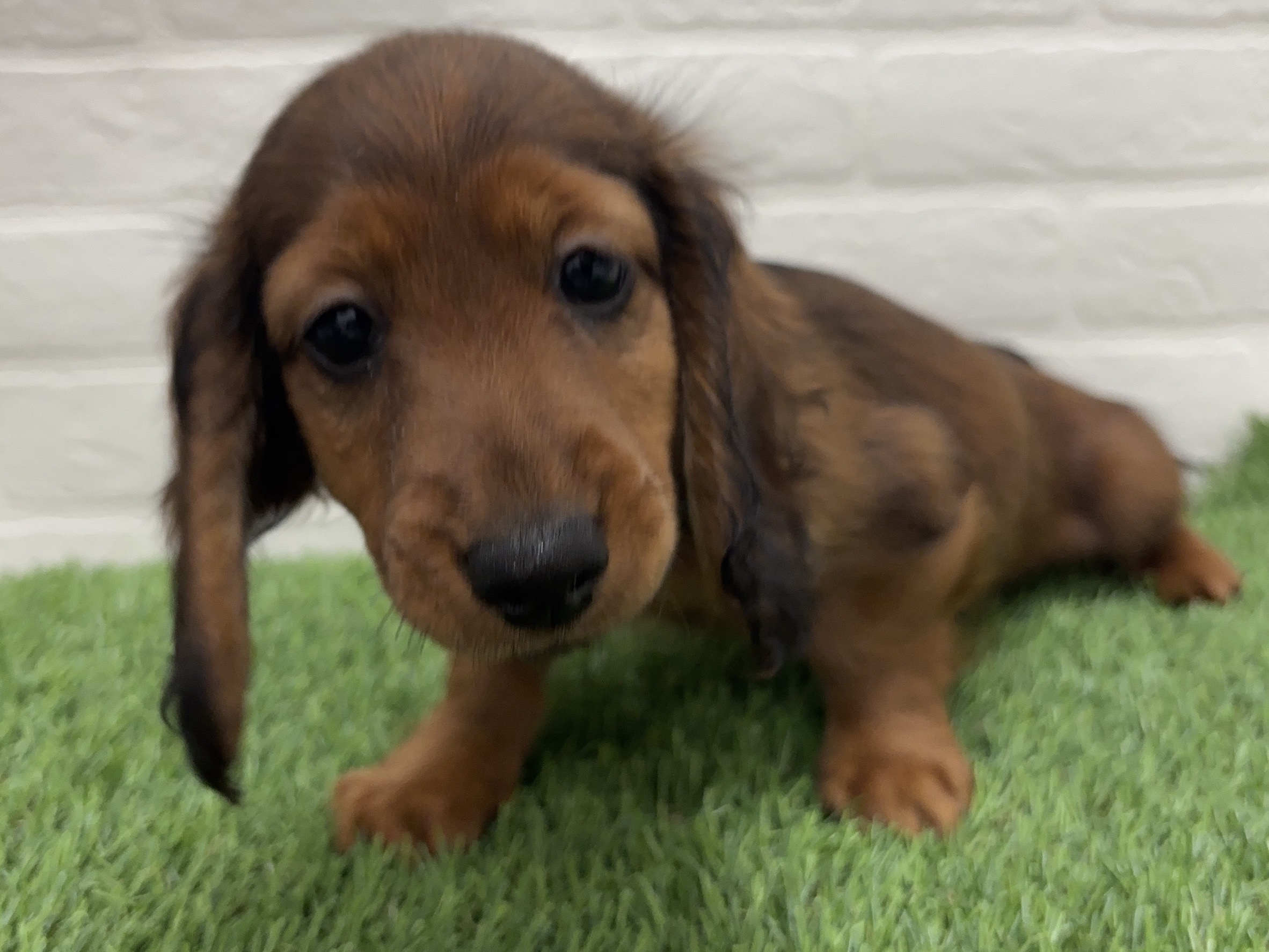 千葉県のカニンヘンダックスフンド(ロング) (ワンニャンハウス習志野店/2025年10月20日生まれ/女の子/レッド)の子犬の3枚目の画像