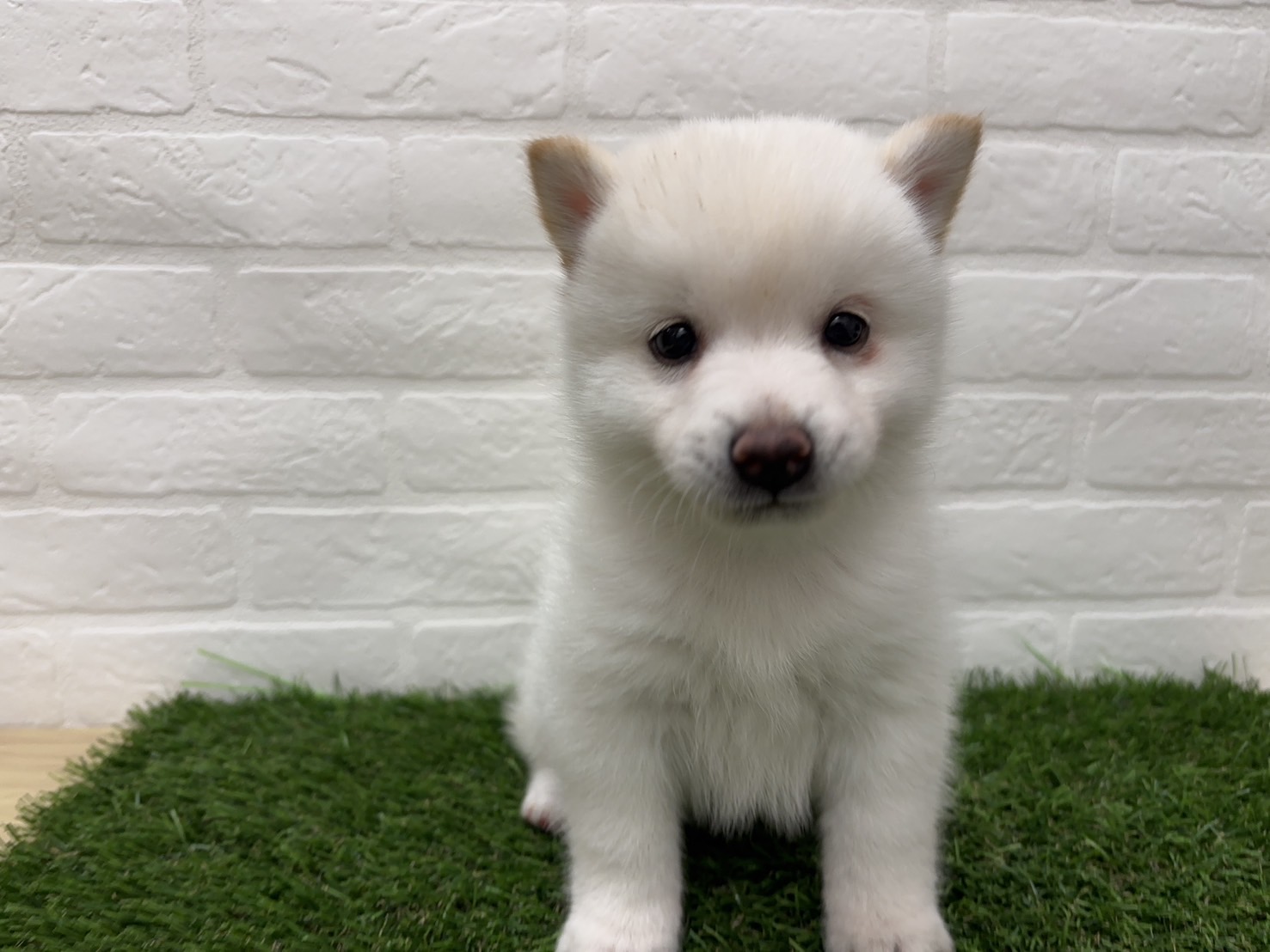 千葉県のポメ柴/豆ポメ/ポメ豆柴(ポメラニアン×柴犬) (ワンニャンハウス習志野店/2026年2月18日生まれ/男の子/白)の子犬の3枚目の画像