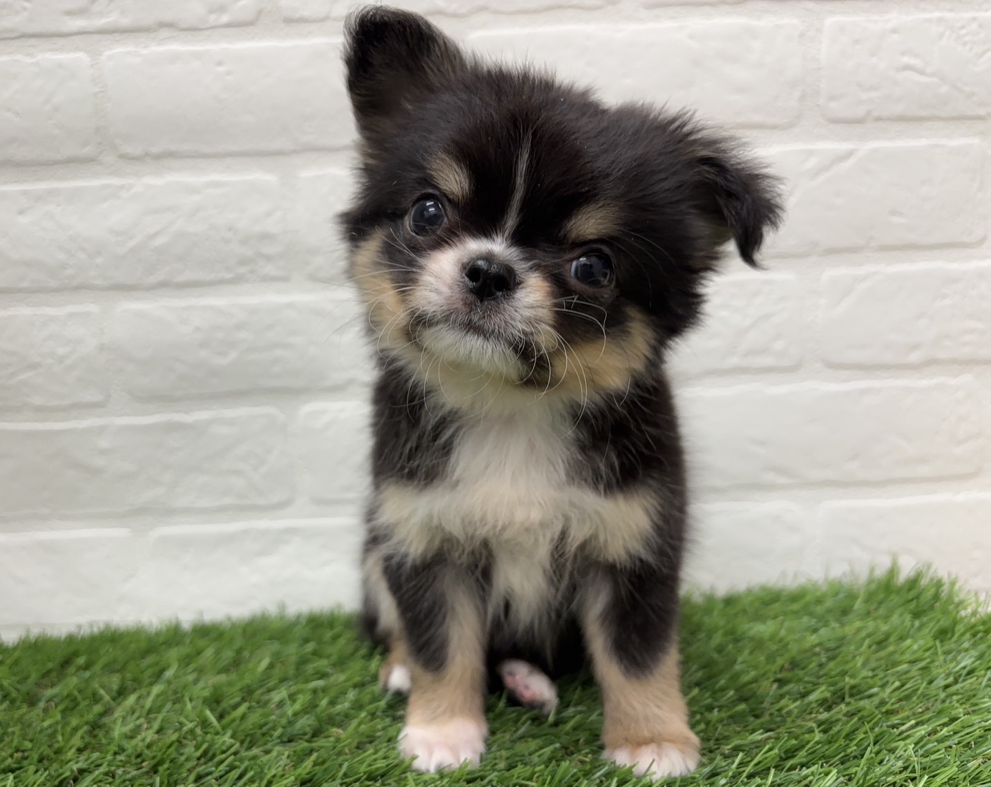 千葉県のチワワ(ロング) (ワンニャンハウス習志野店/2025年12月6日生まれ/男の子/ブラッククリームホワイト)の子犬の1枚目の画像