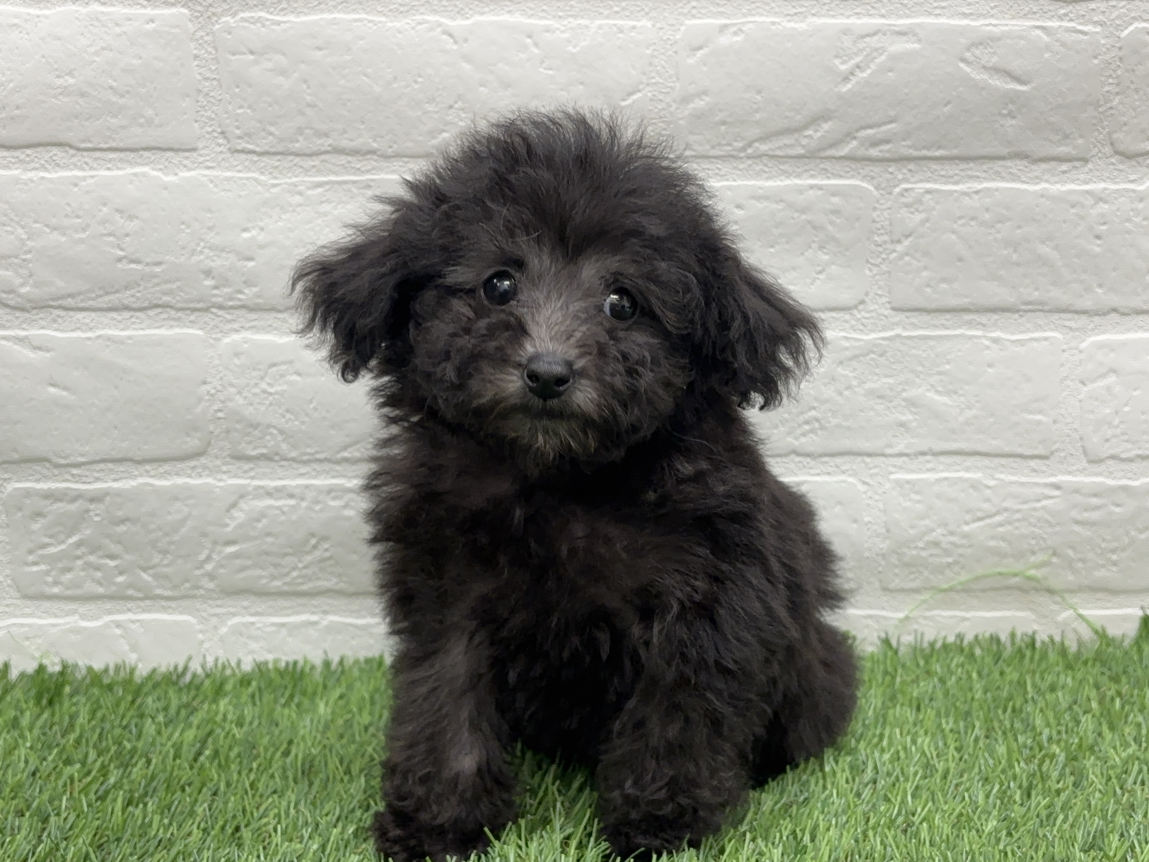 千葉県のトイプードル(トイ) (ワンニャンハウス習志野店/2025年11月30日生まれ/女の子/グレー)の子犬の2枚目の画像