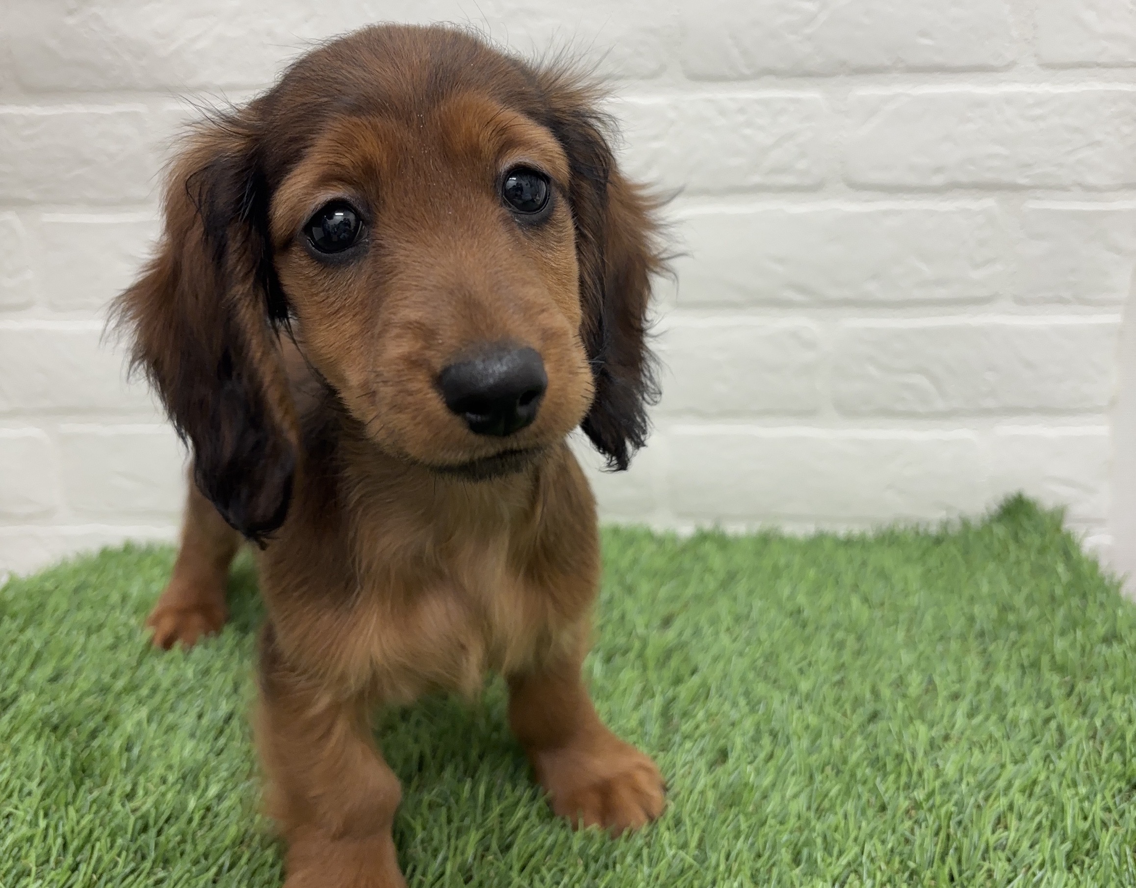 千葉県のカニンヘンダックスフンド(ロング) (ワンニャンハウス習志野店/2025年10月20日生まれ/女の子/レッド)の子犬の1枚目の画像