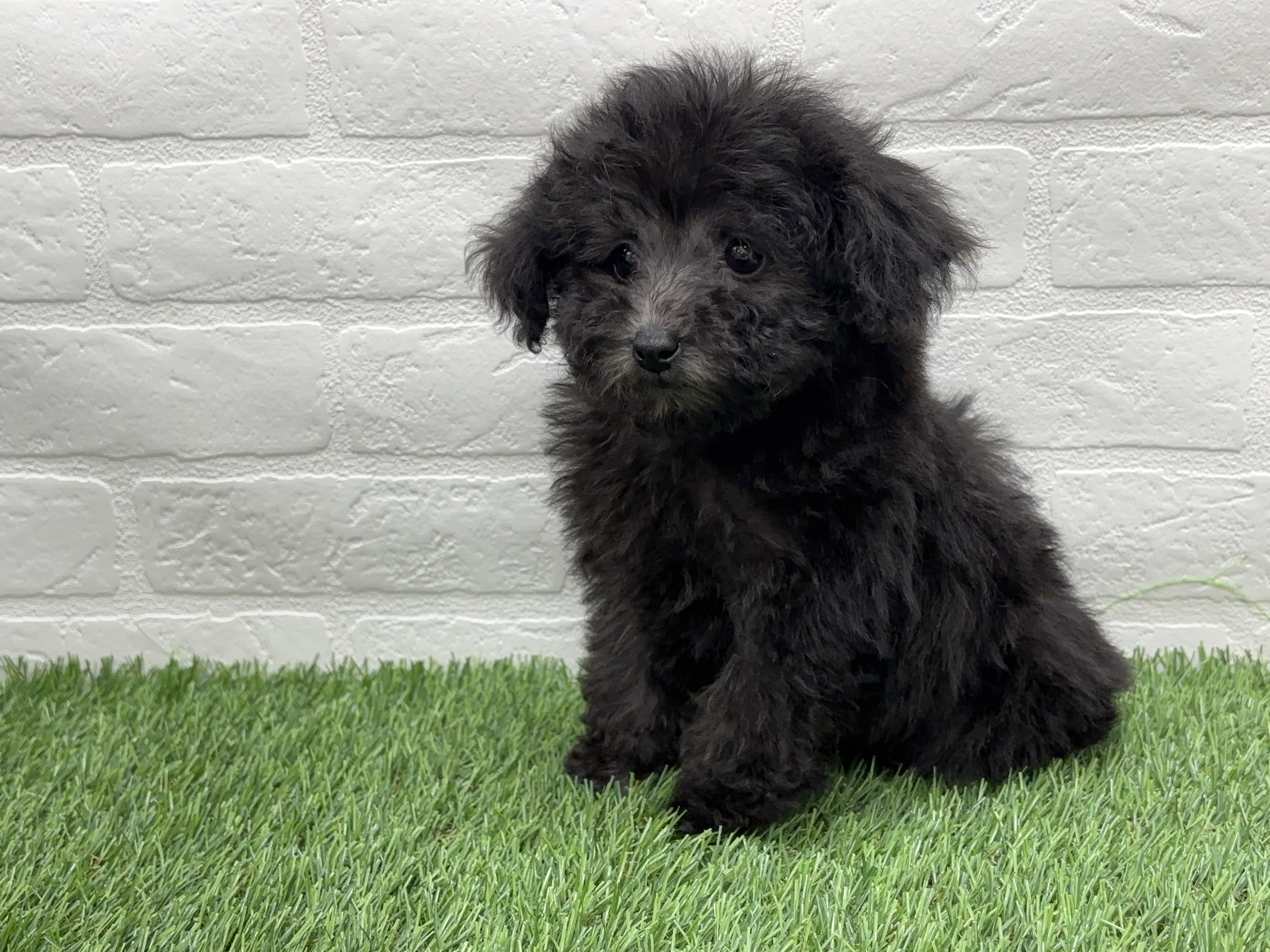 千葉県のトイプードル(トイ) (ワンニャンハウス習志野店/2025年11月30日生まれ/女の子/グレー)の子犬の1枚目の画像