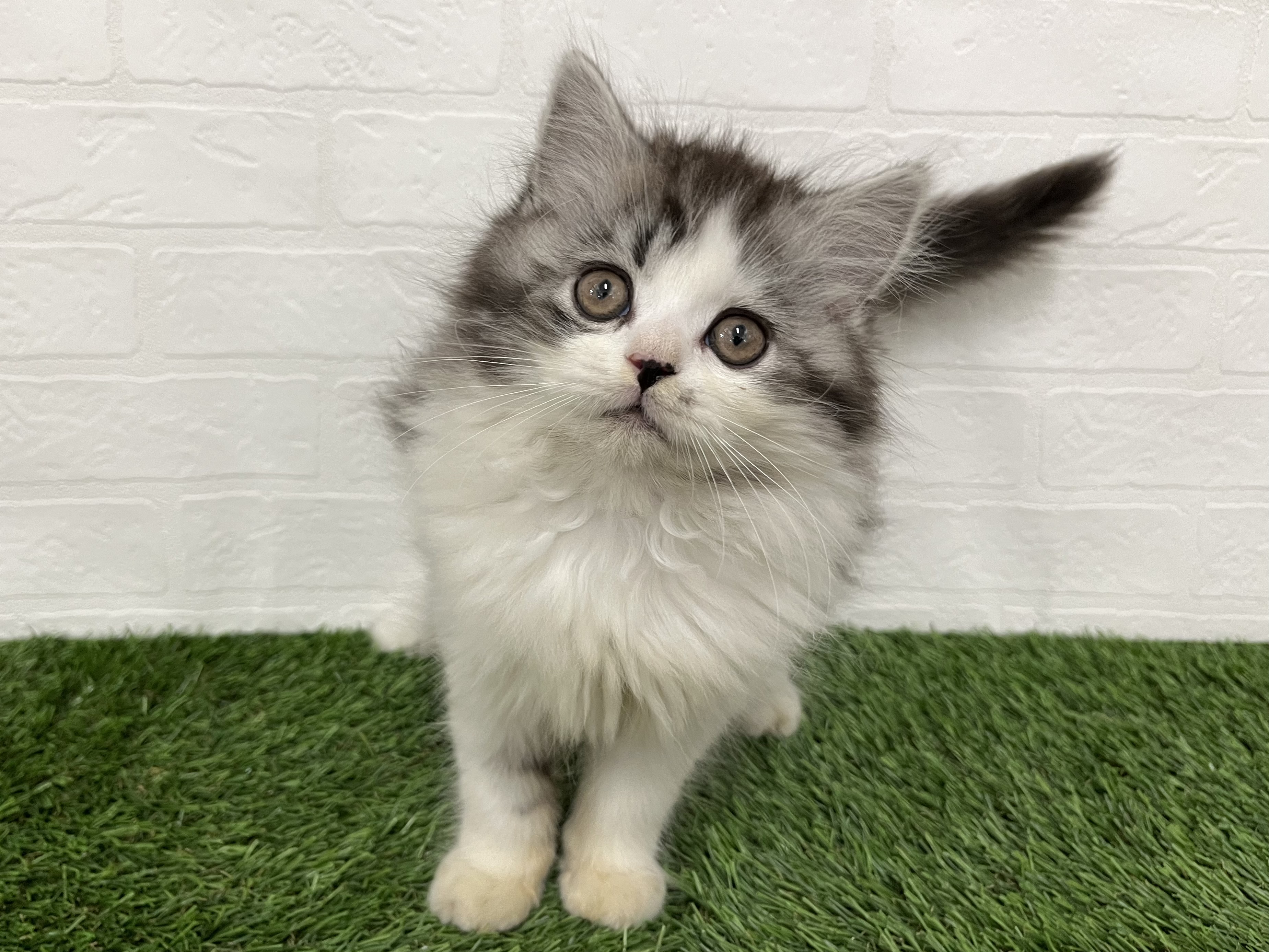 千葉県のスコティッシュフォールド (ワンニャンハウス習志野店/2025年9月18日生まれ/男の子/ブルータビーホワイト)の子猫の2枚目の画像