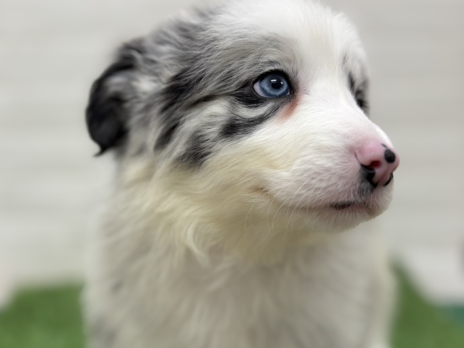 千葉県のボーダーコリー (ワンニャンハウス習志野店/2025年9月20日生まれ/女の子/ブルーマール)の子犬の3枚目の画像