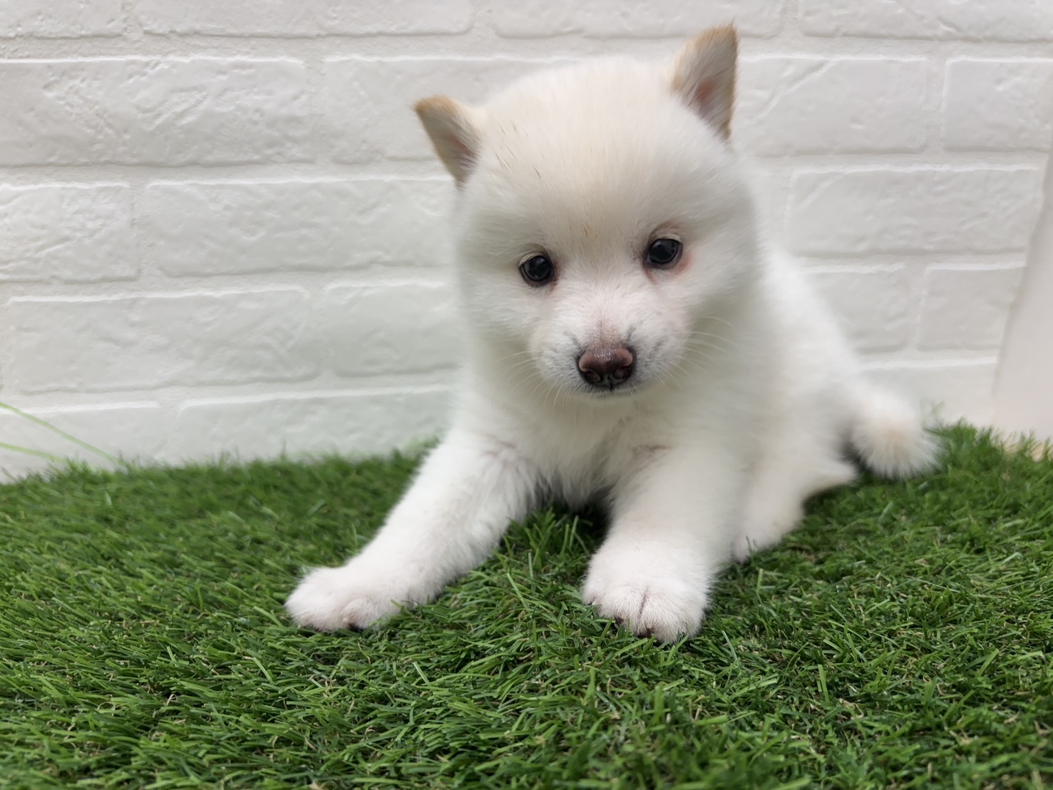 千葉県のポメ柴/豆ポメ/ポメ豆柴(ポメラニアン×柴犬) (ワンニャンハウス習志野店/2026年2月18日生まれ/男の子/白)の子犬の2枚目の画像