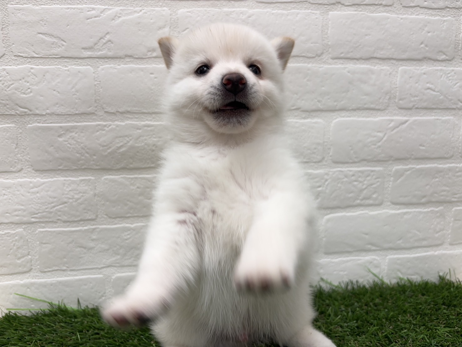 千葉県のポメ柴/豆ポメ/ポメ豆柴(ポメラニアン×柴犬) (ワンニャンハウス習志野店/2026年2月18日生まれ/男の子/白)の子犬の4枚目の画像