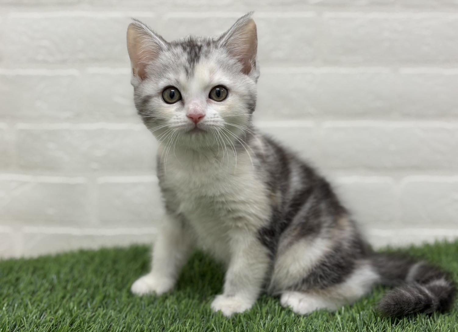 千葉県のミヌエット (ワンニャンハウス習志野店/2025年9月16日生まれ/女の子/シルバーパッチドタビーホワイト)の子猫の1枚目の画像